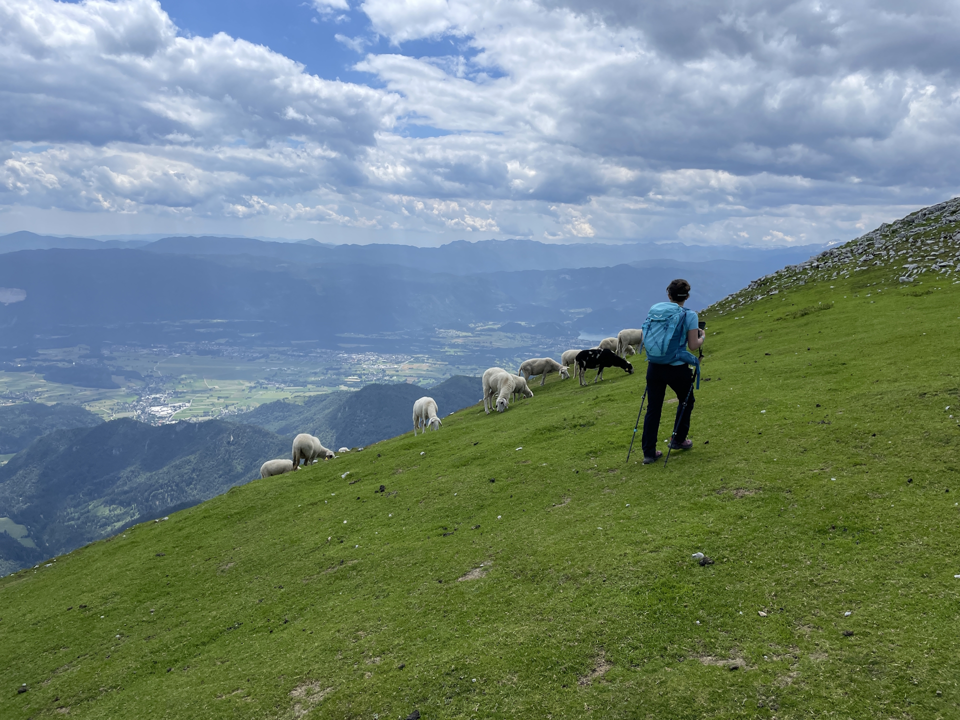 Bypassing the sheep on the last meters before the summit