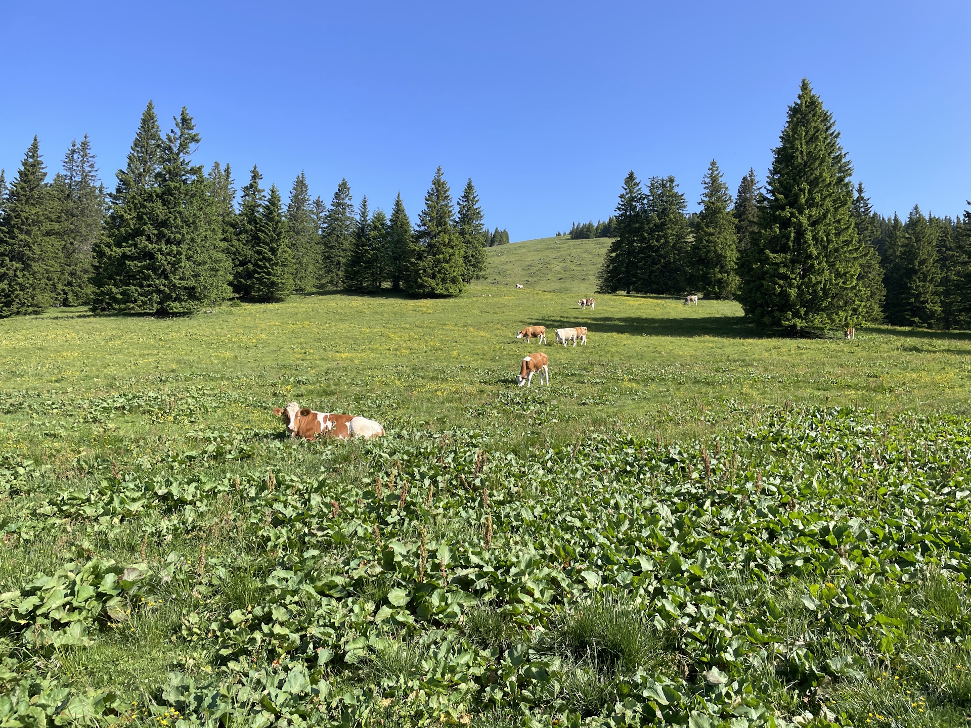 Cows at the <i>Turnaueralm</i>