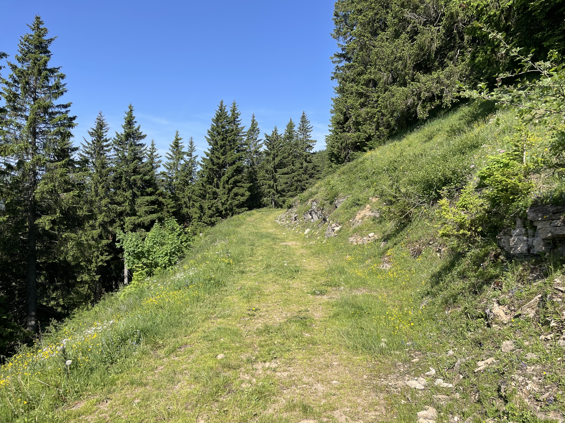 On the trail from <i>Turnaueralm</i> to <i>Göriacher Alm</i>