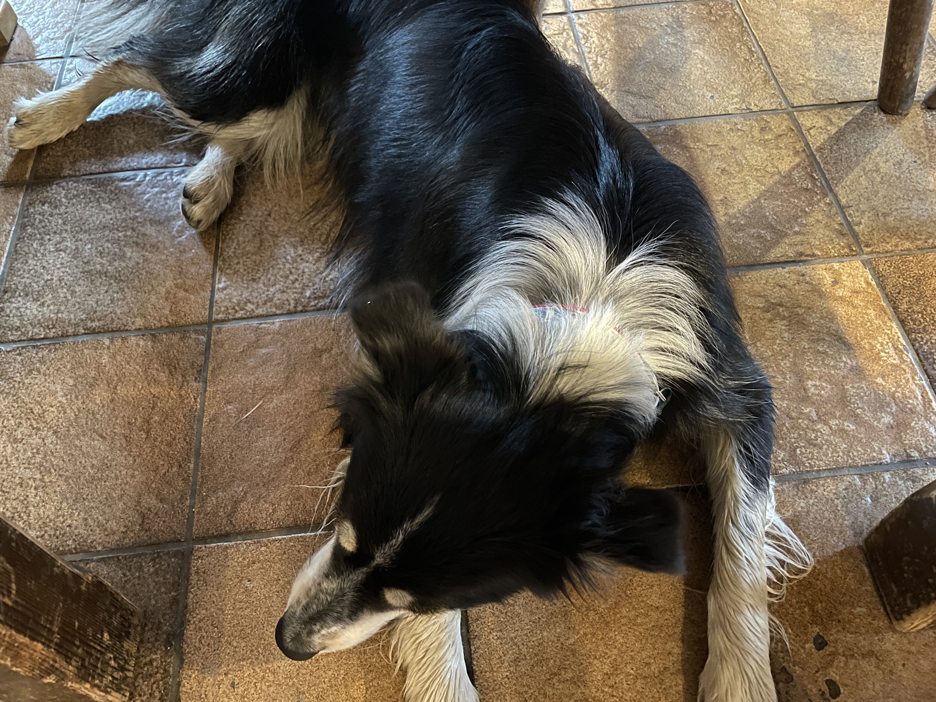 Dog got exhausted playing with us