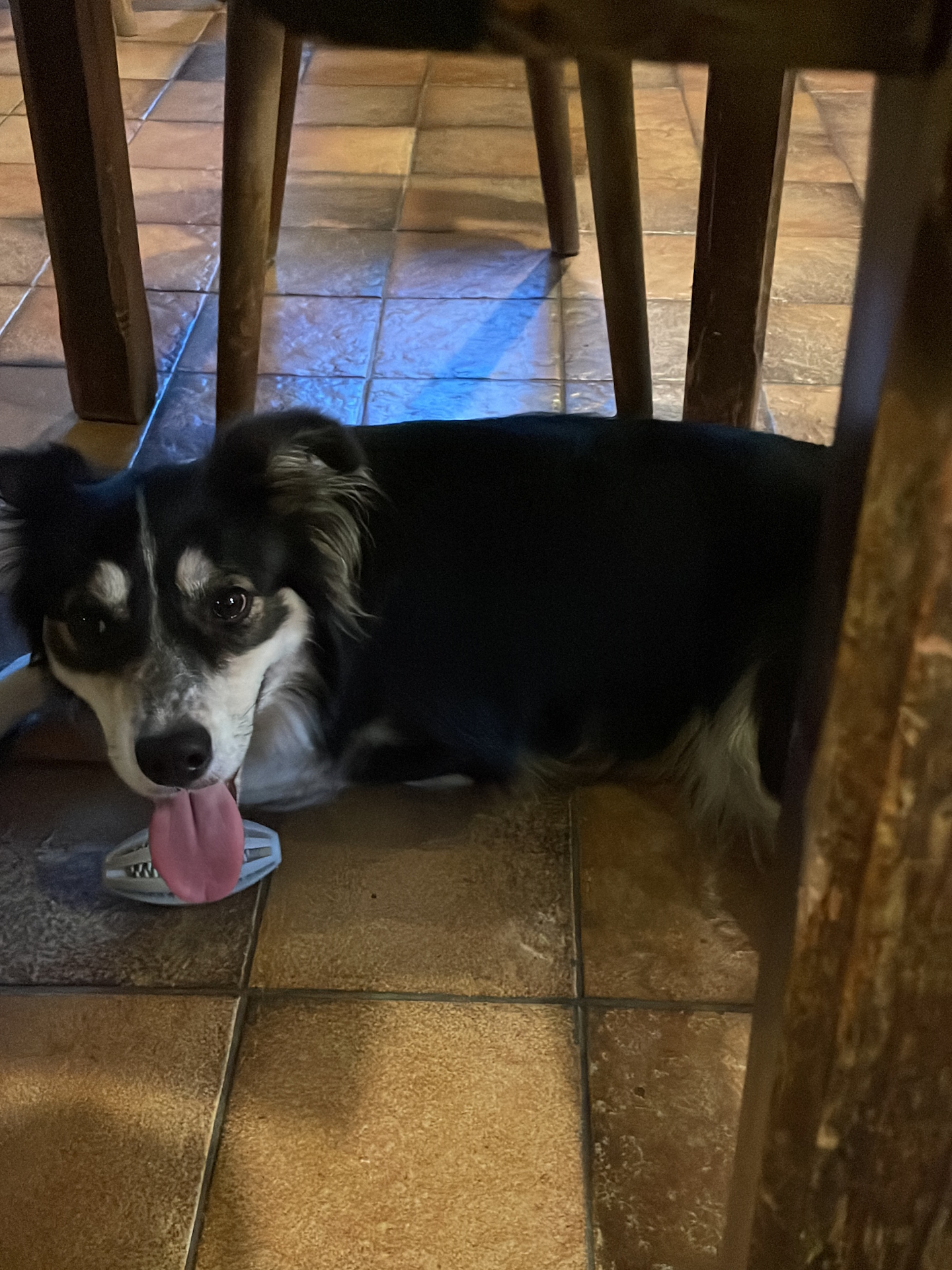 The dog is ready for the next round of entertainment