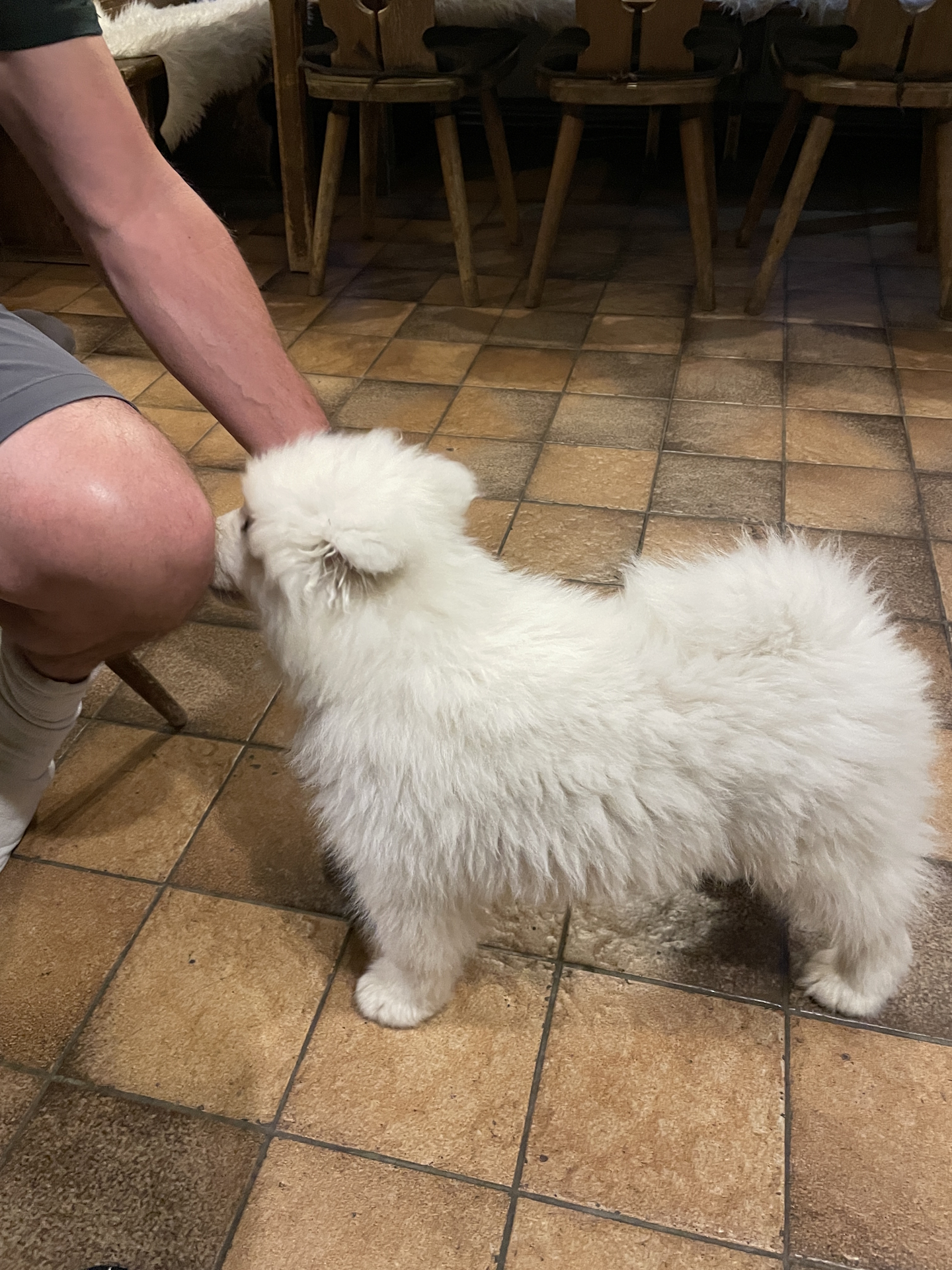 Robert plays with Zoey