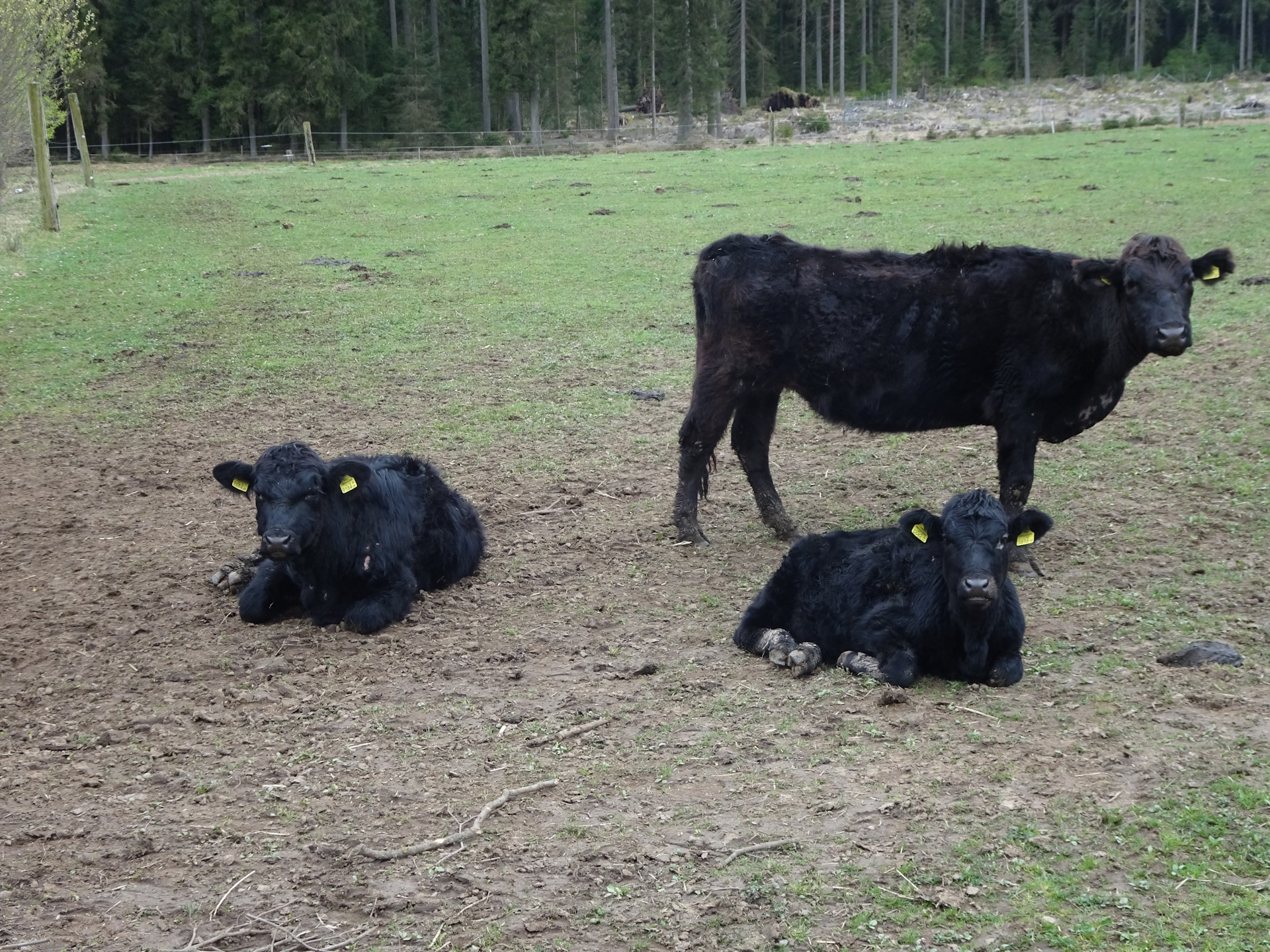 Bypassing a flock of cows