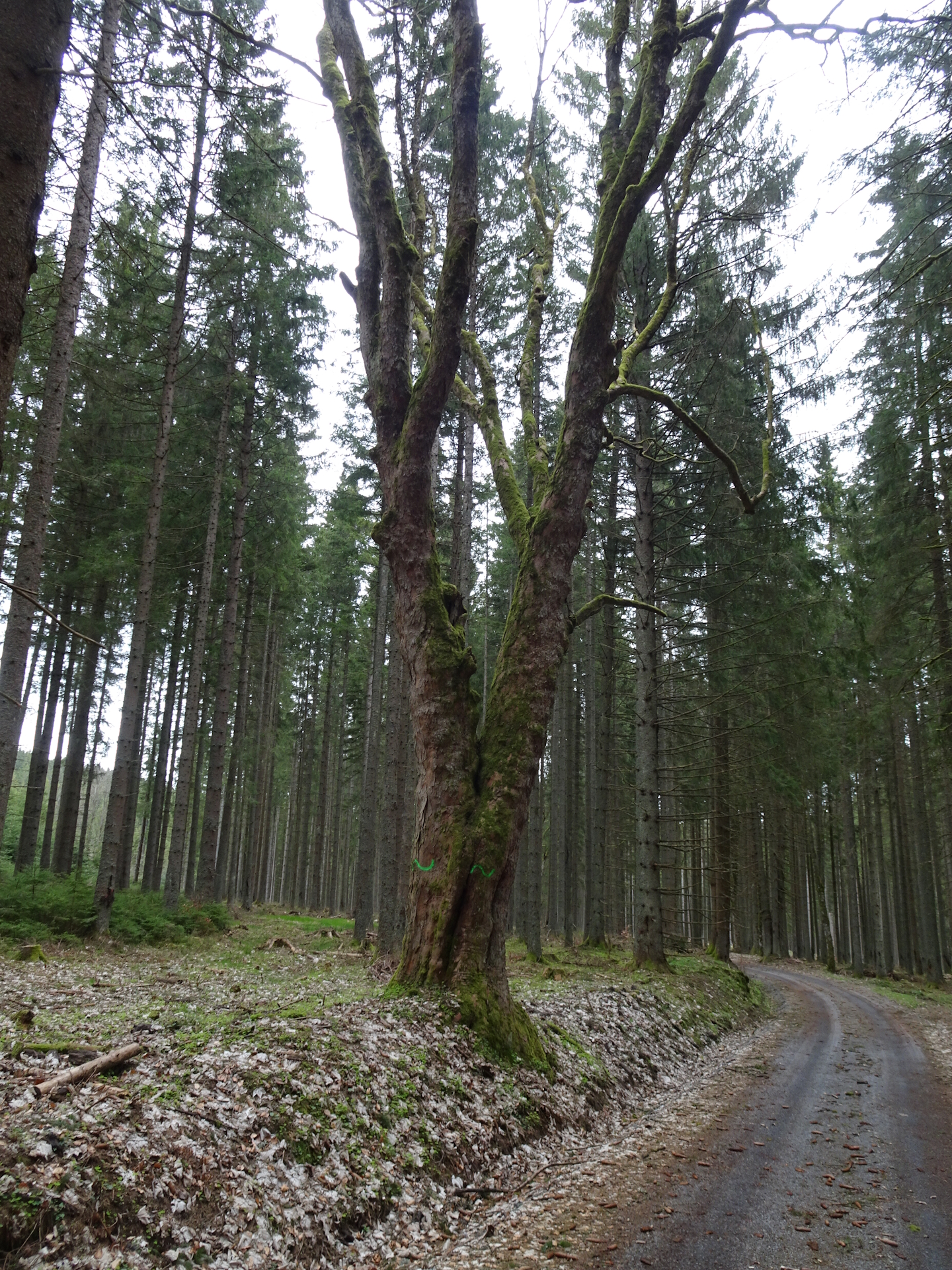 On the <i>VIA-CZE-208</i>