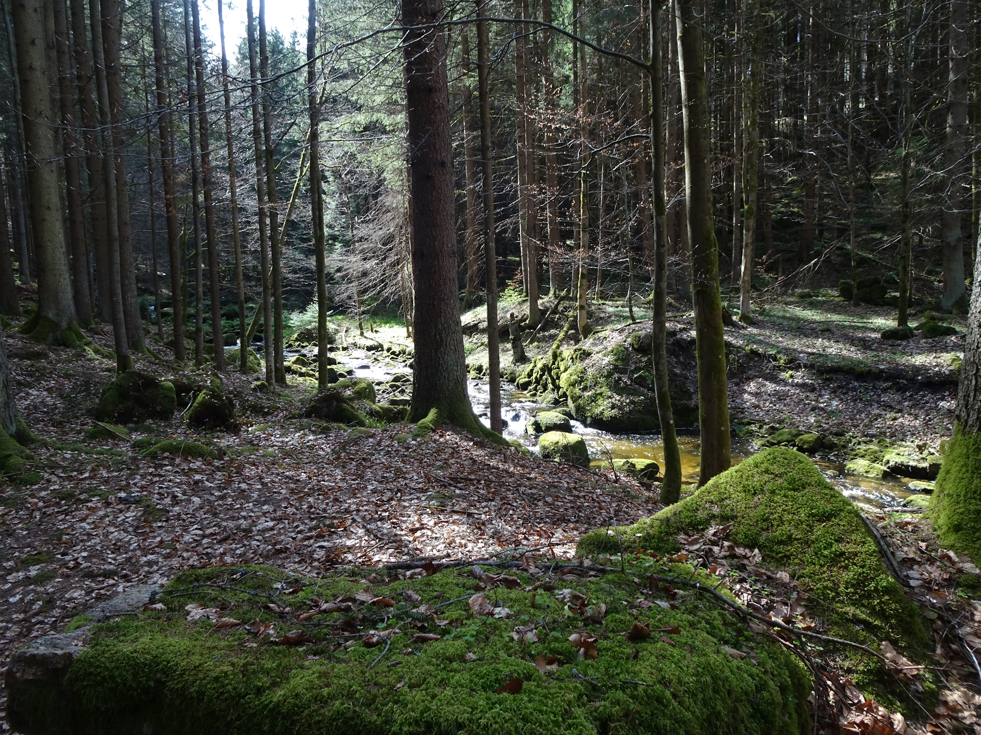 Through the forest towards <i>Karlstift</i>