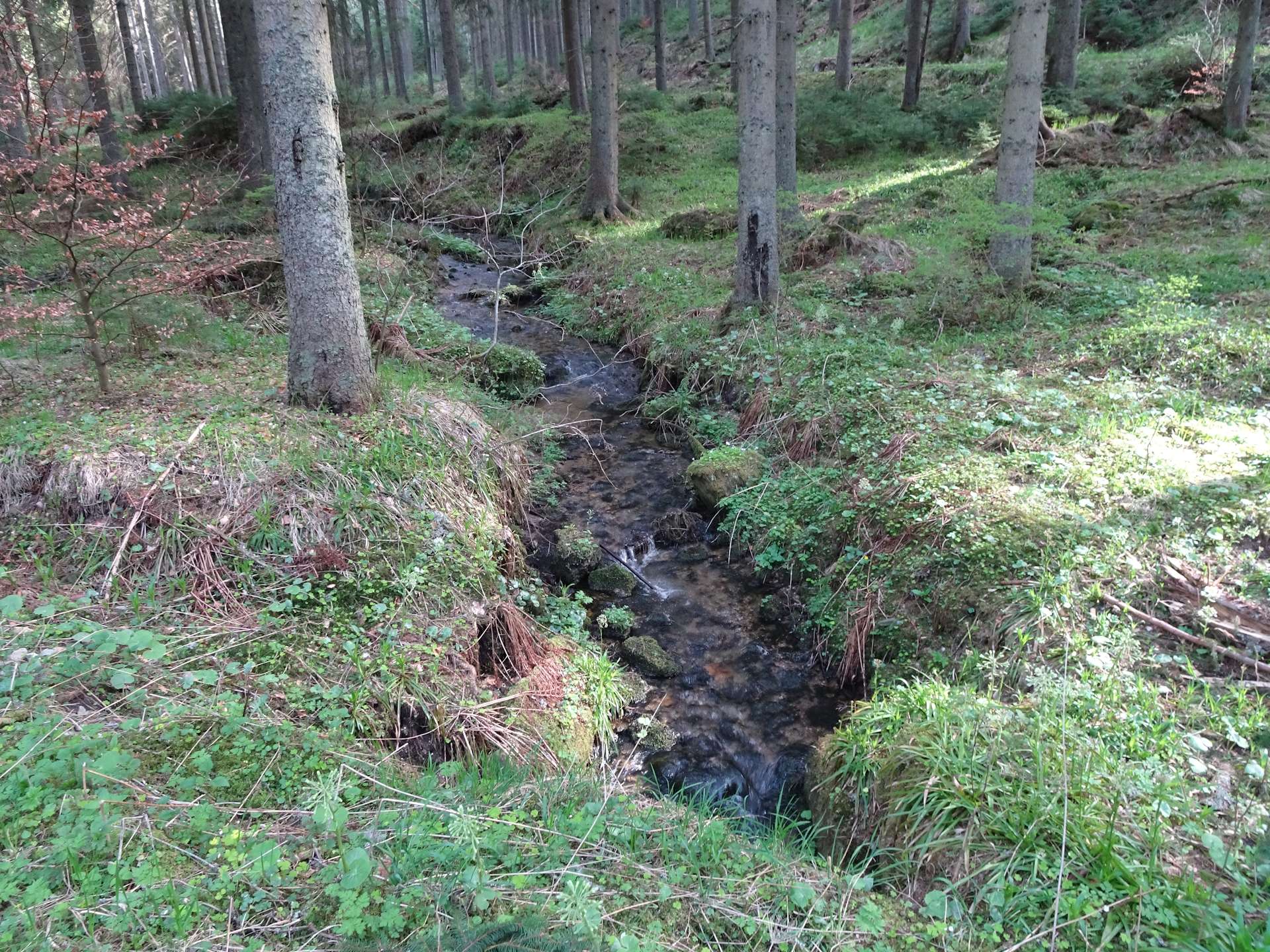 Through the forest towards <i>Karlstift</i>