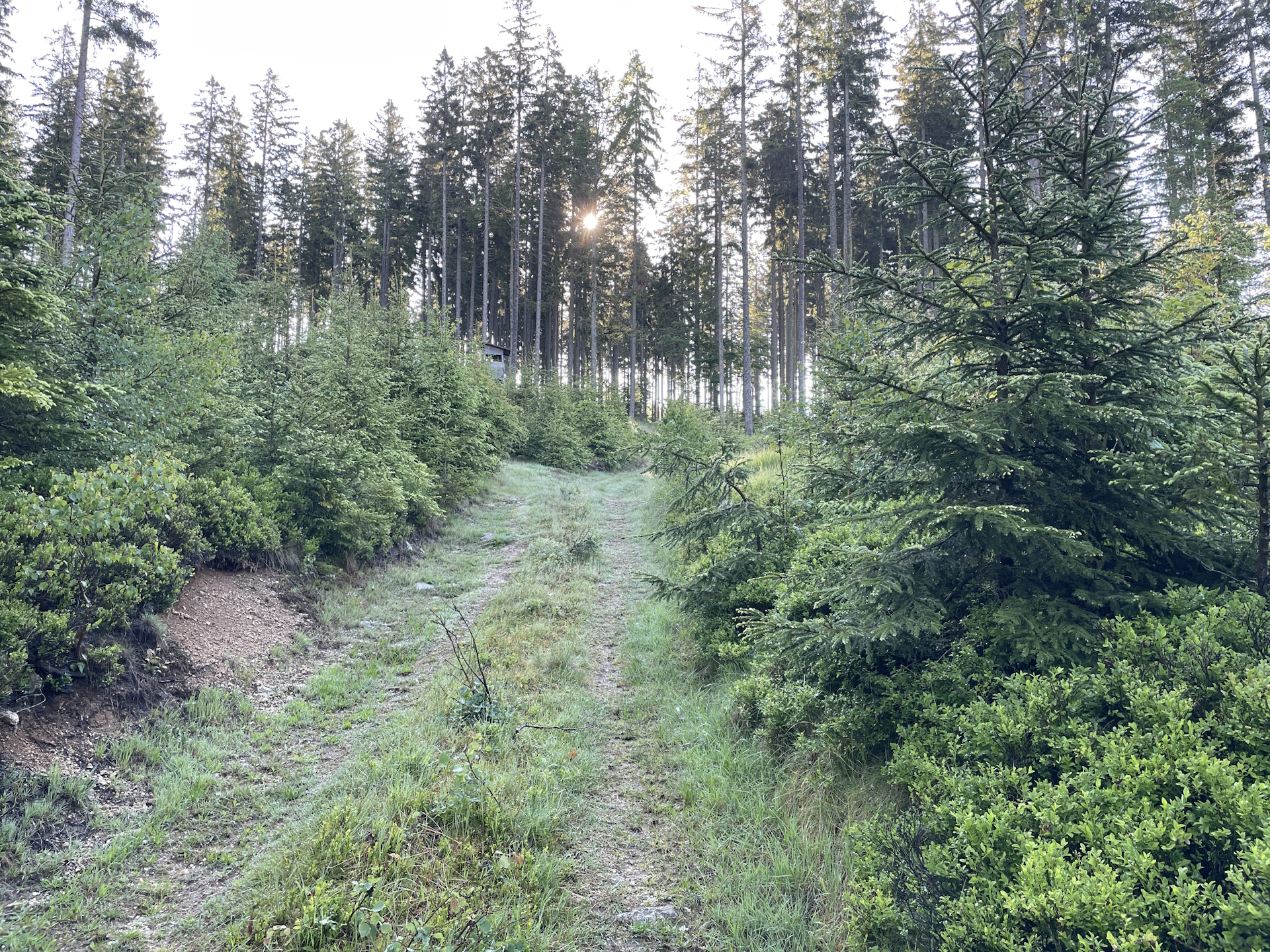 Forest road towards <i>Liebenau</i> right after <i>Karlstift</i>