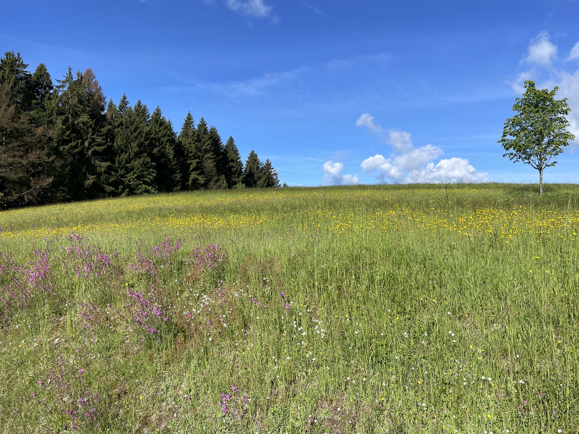 Beautiful scenery on the trail towards <i>Liebenau</i>