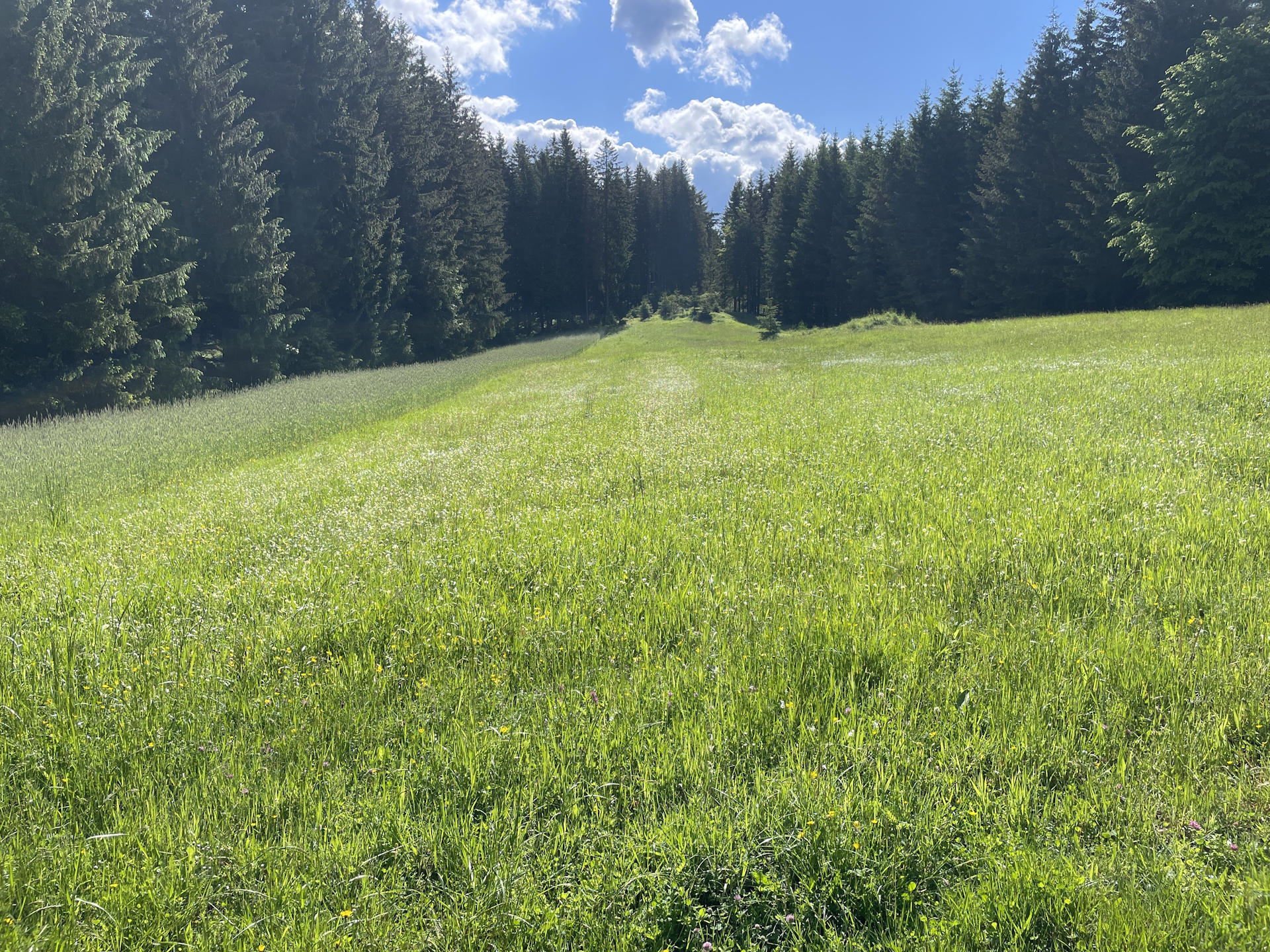 Beautiful scenery on the trail towards <i>Liebenau</i>