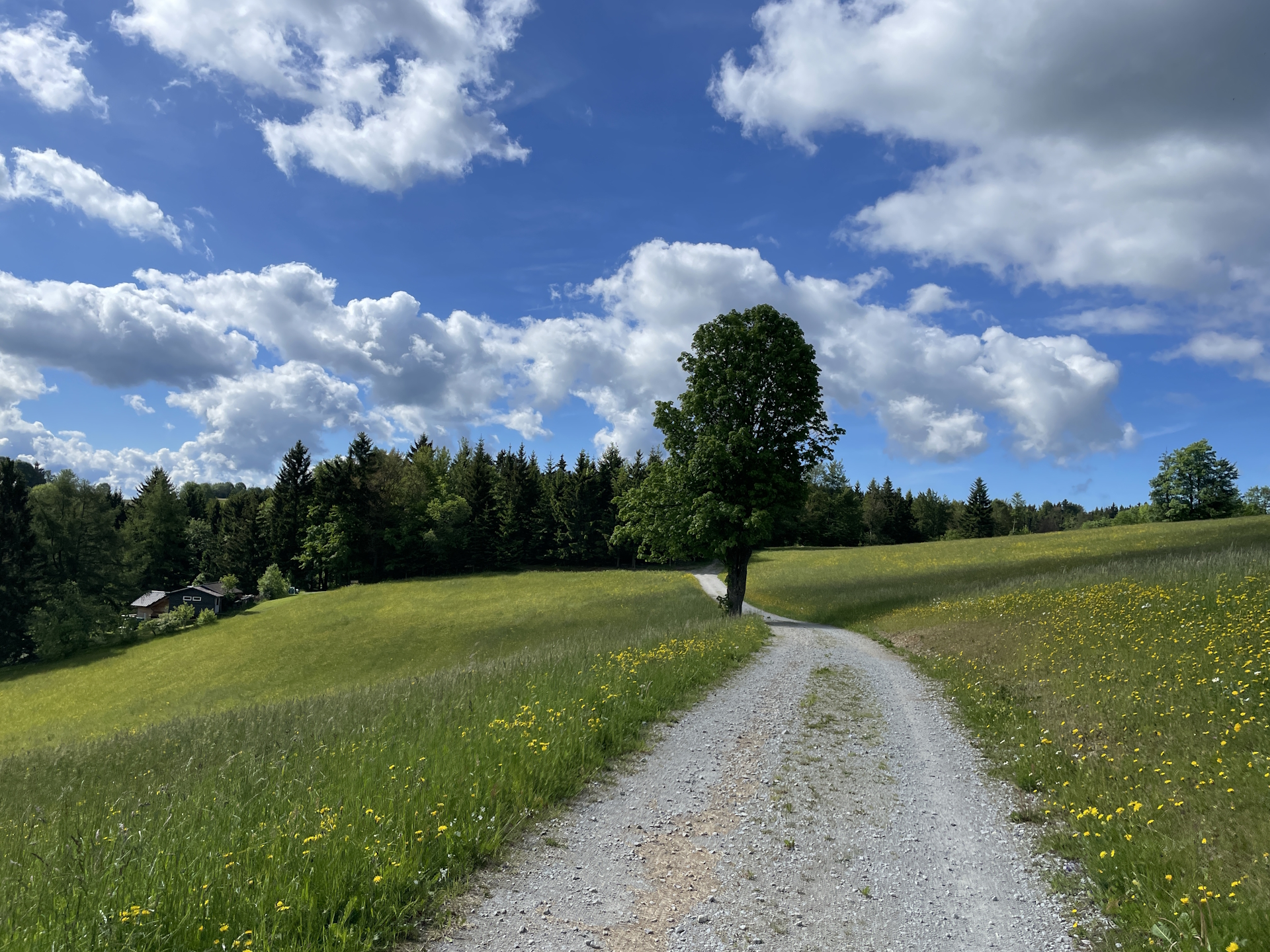 Beautiful trail right after leaving <i>Liebenau</i>
