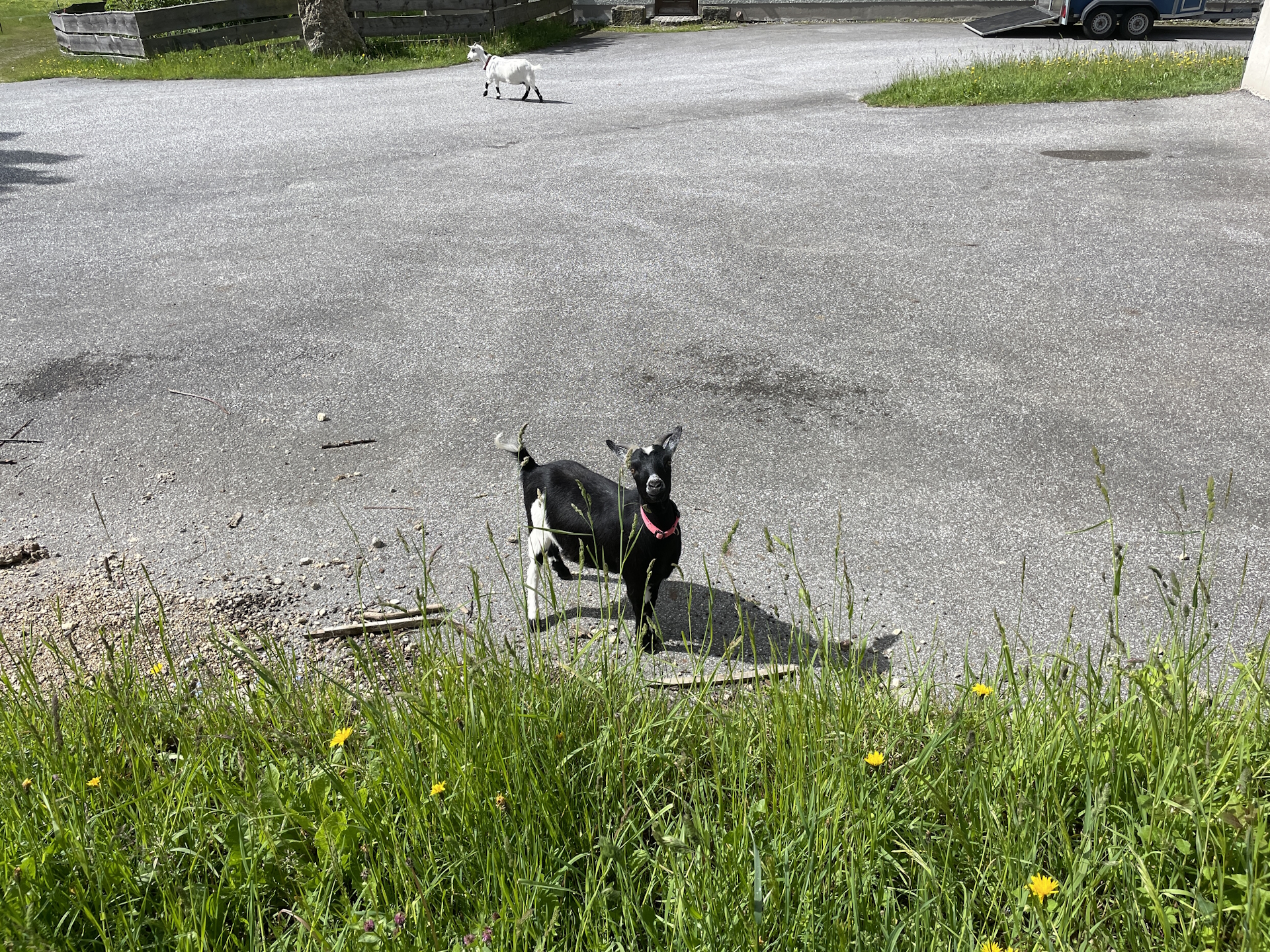 Observed by fans at <i>Großweizner</i> farm