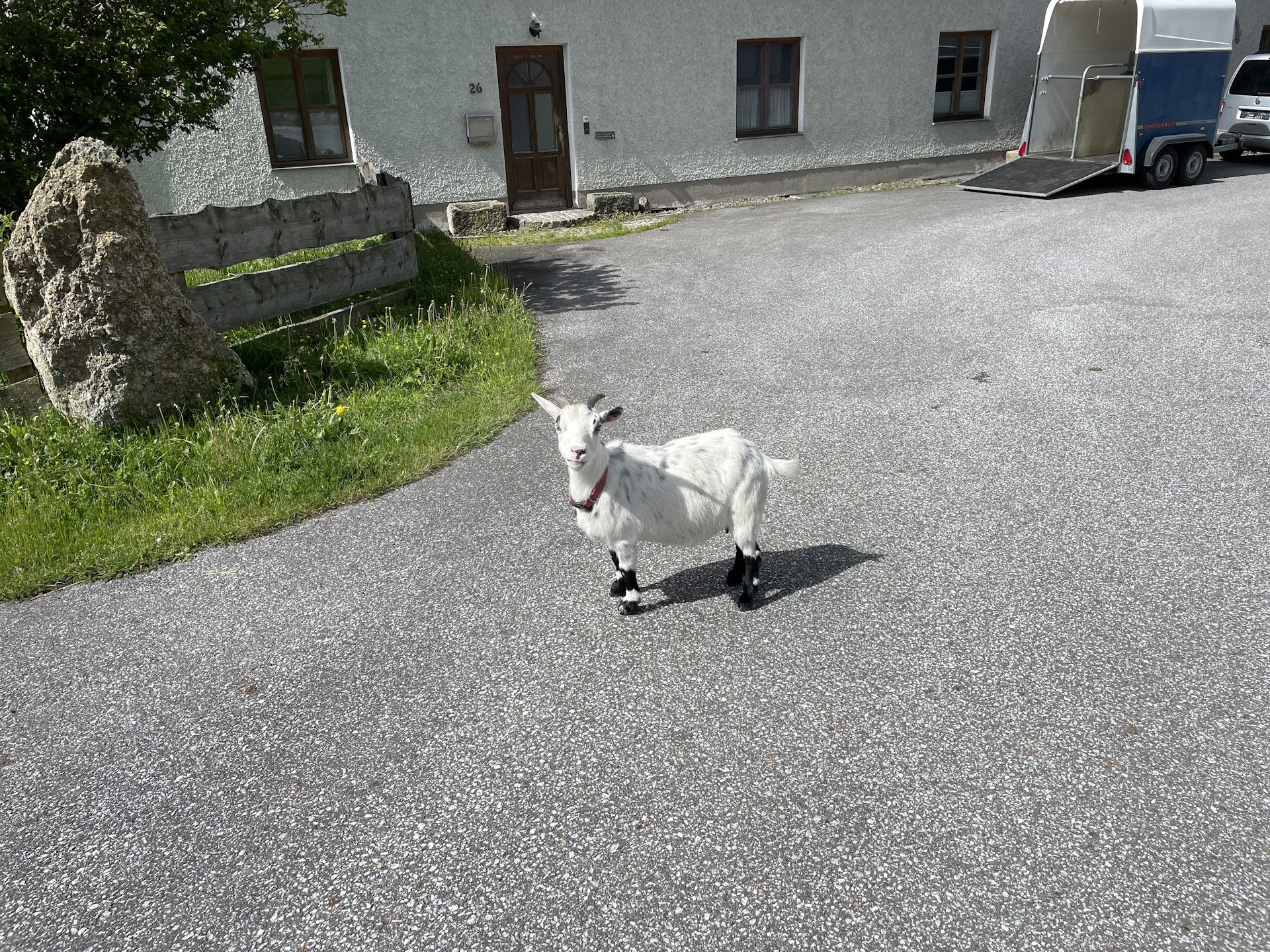 Observed by fans at <i>Großweizner</i> farm
