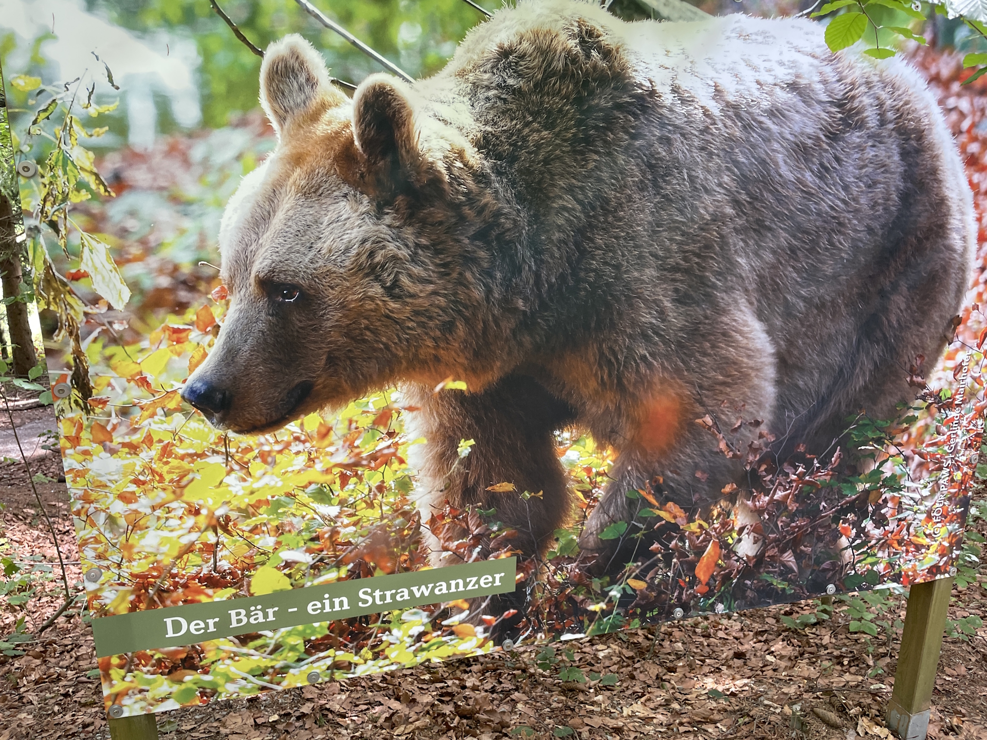 Visiting the bear sanctuary in <i>Arbesbach</i>