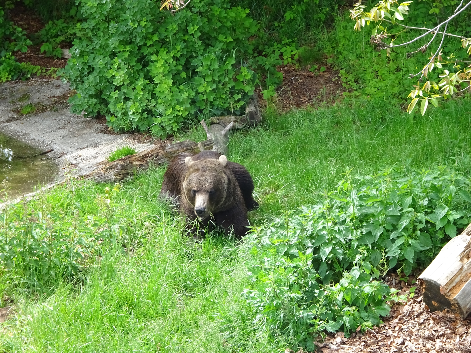 Bears are impressive animals
