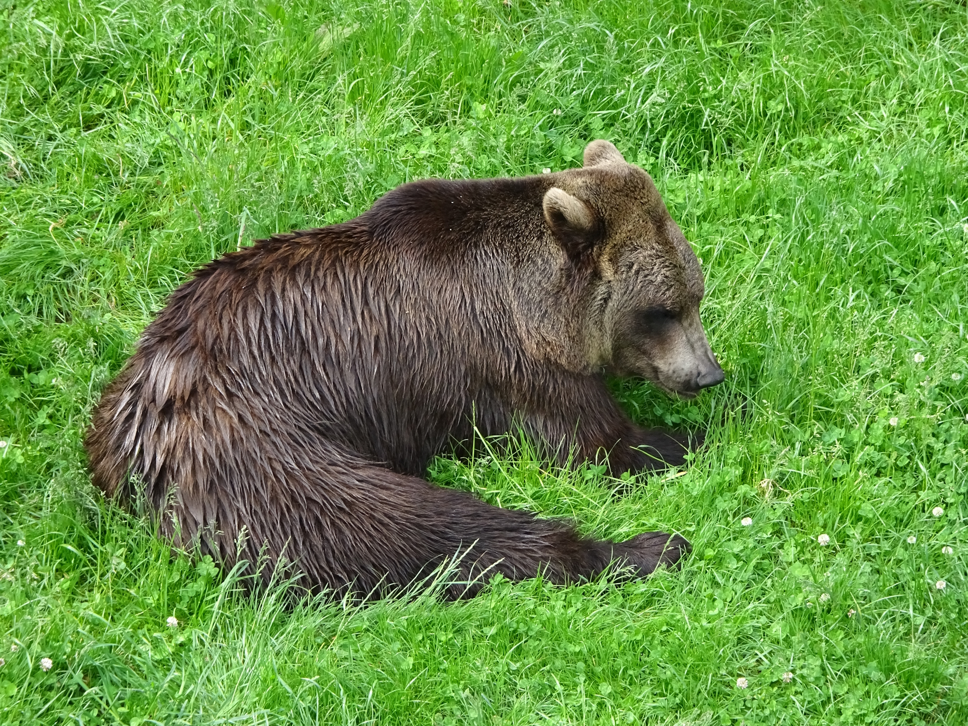 Bears are impressive animals