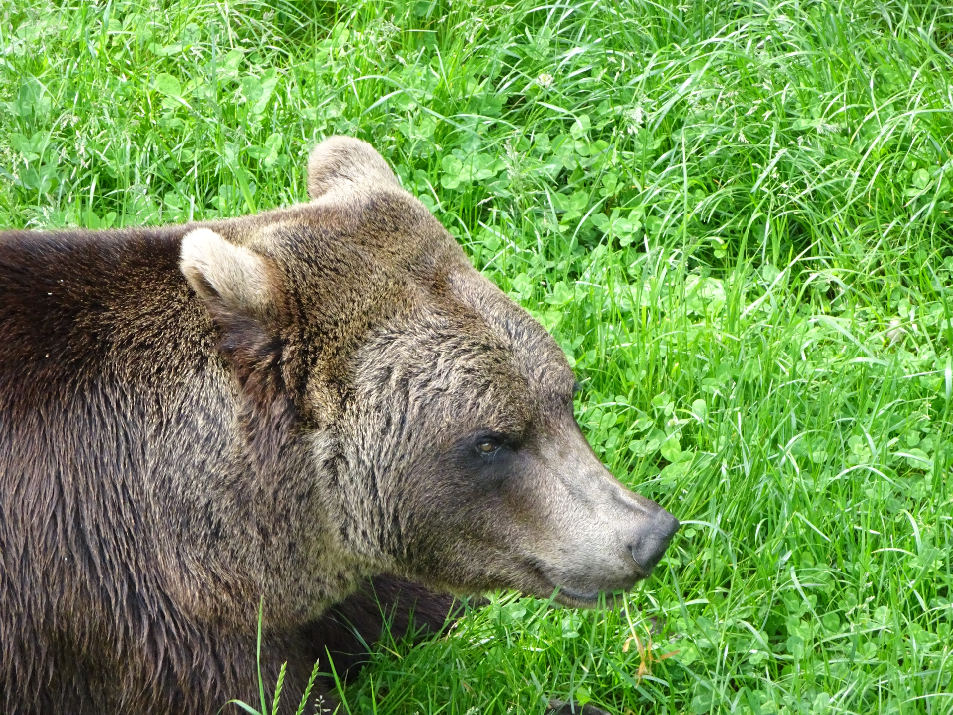 Bears are impressive animals