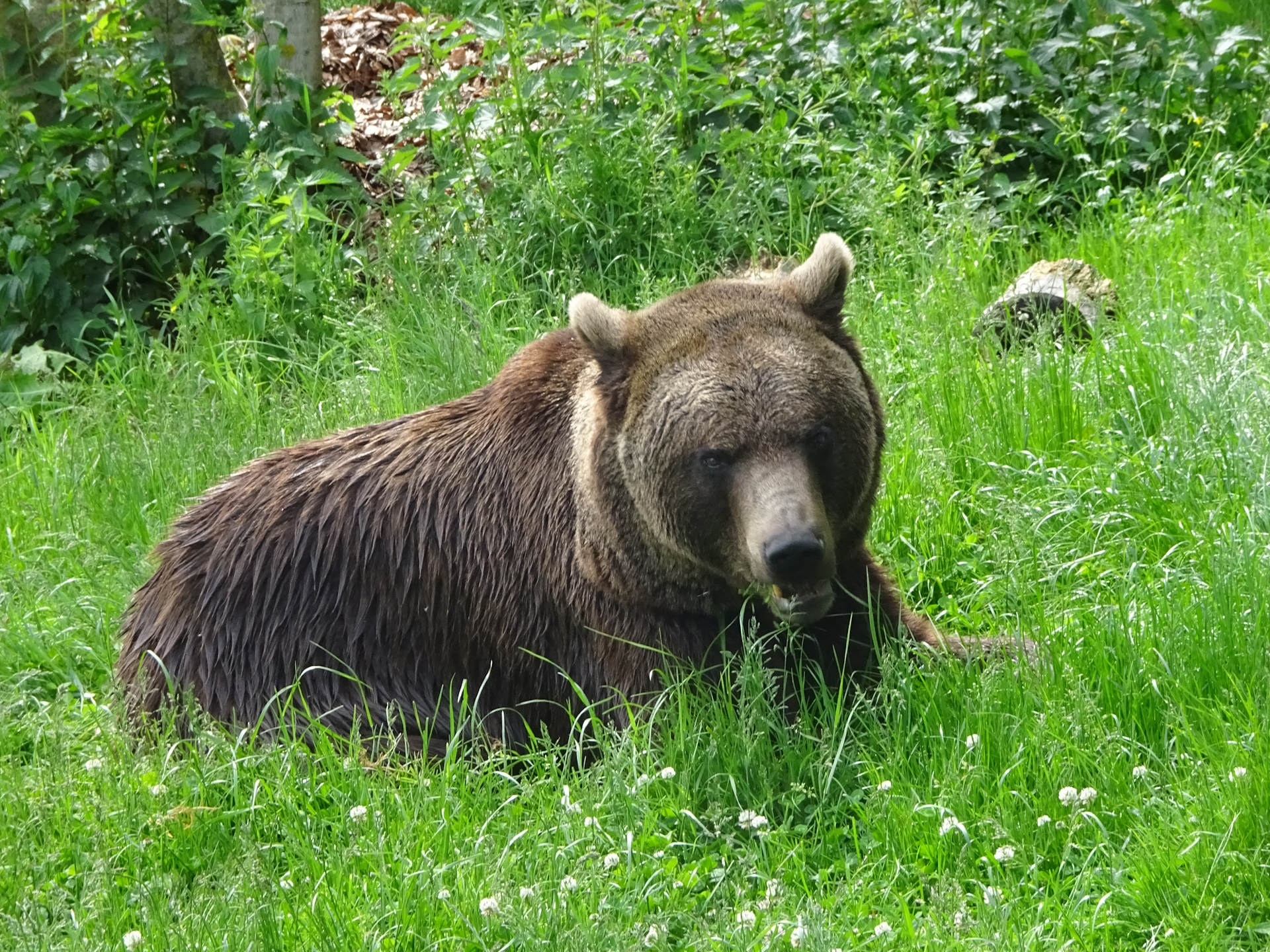 Bears are impressive animals