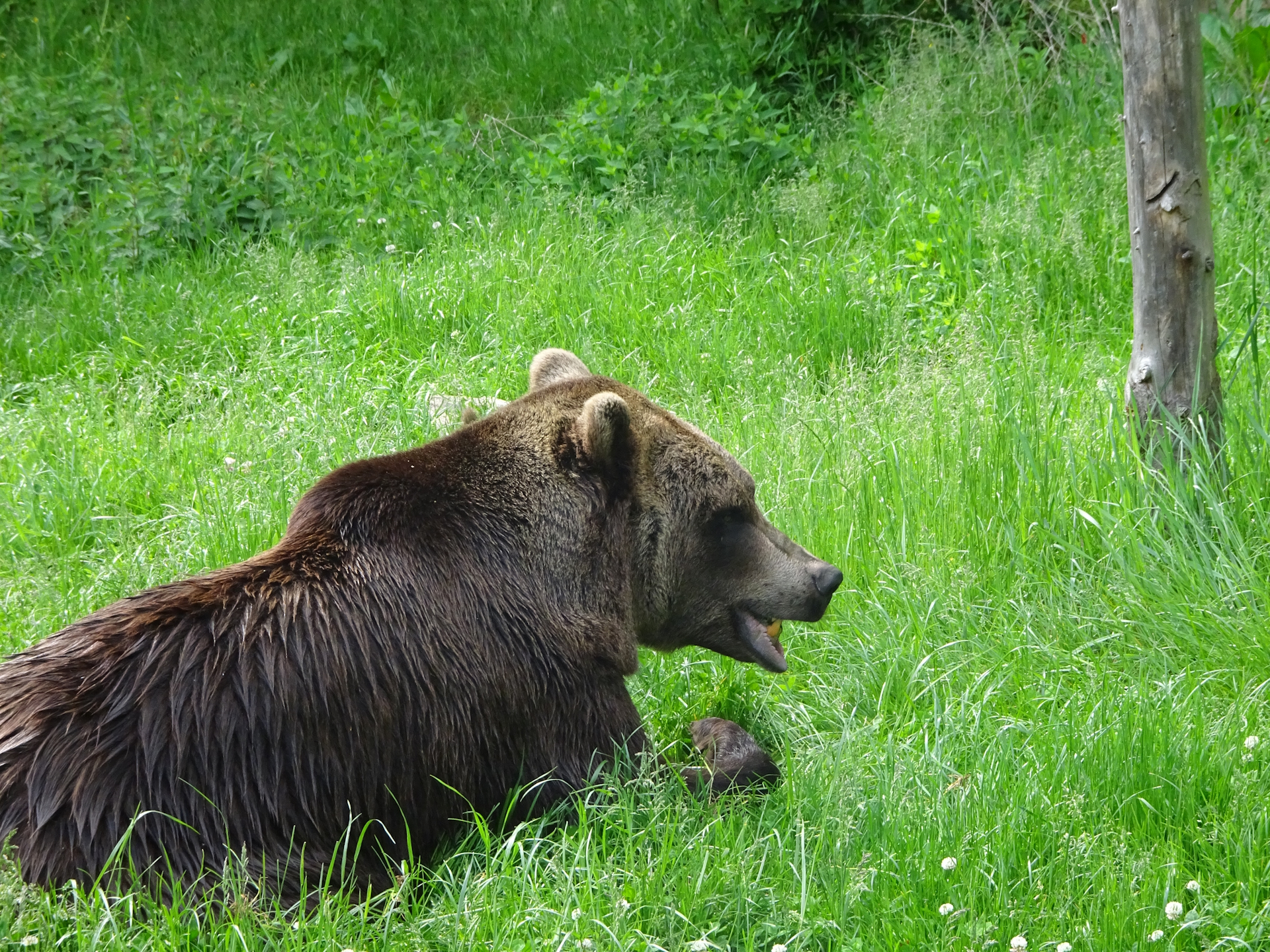 Bears are impressive animals