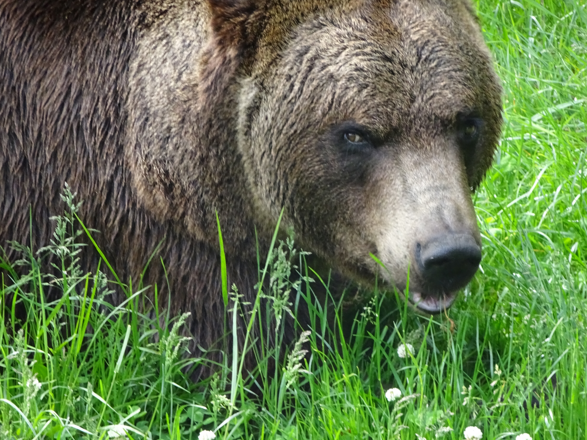 Bears are impressive animals