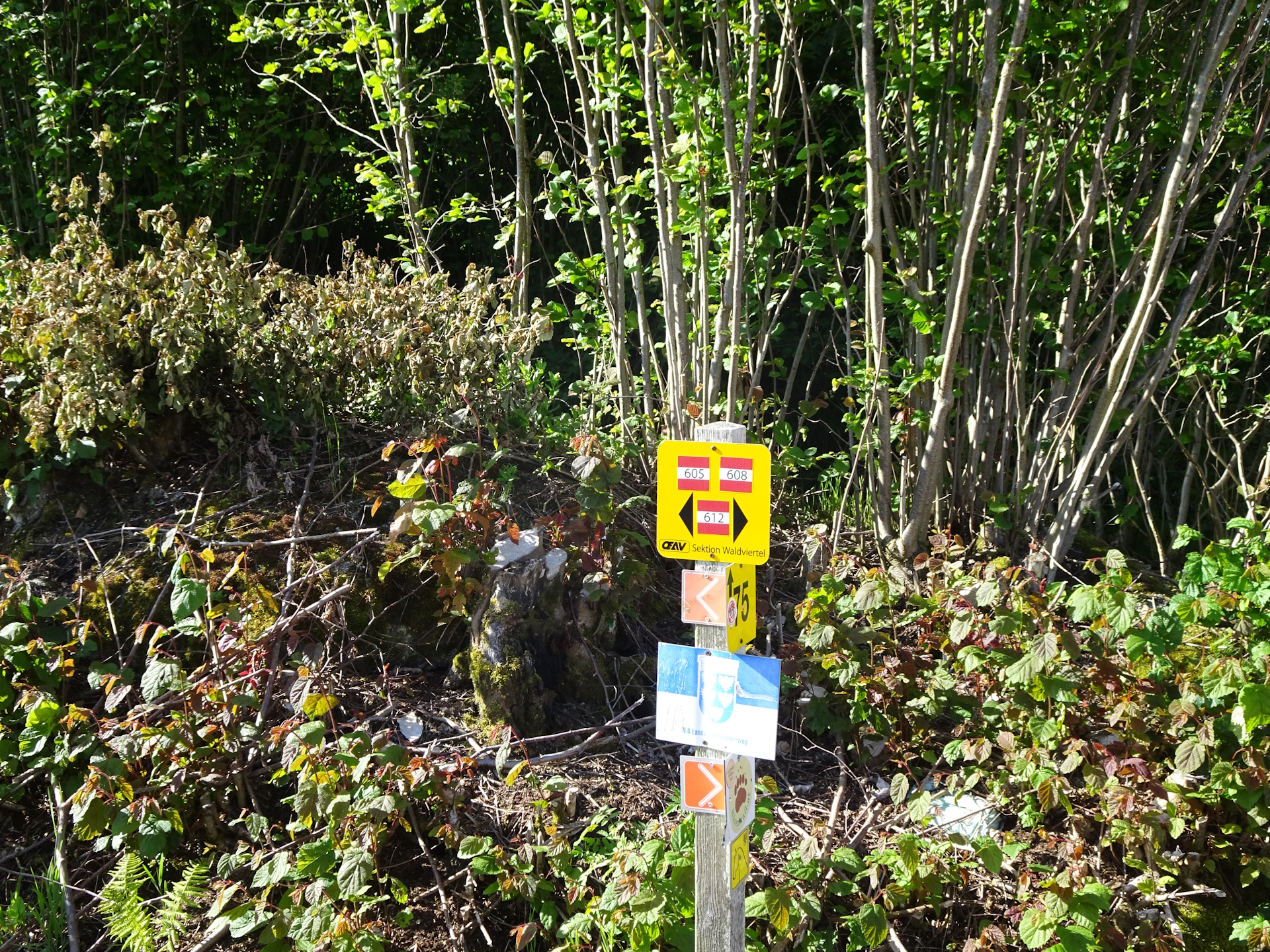 Follow the <i>605</i> trail