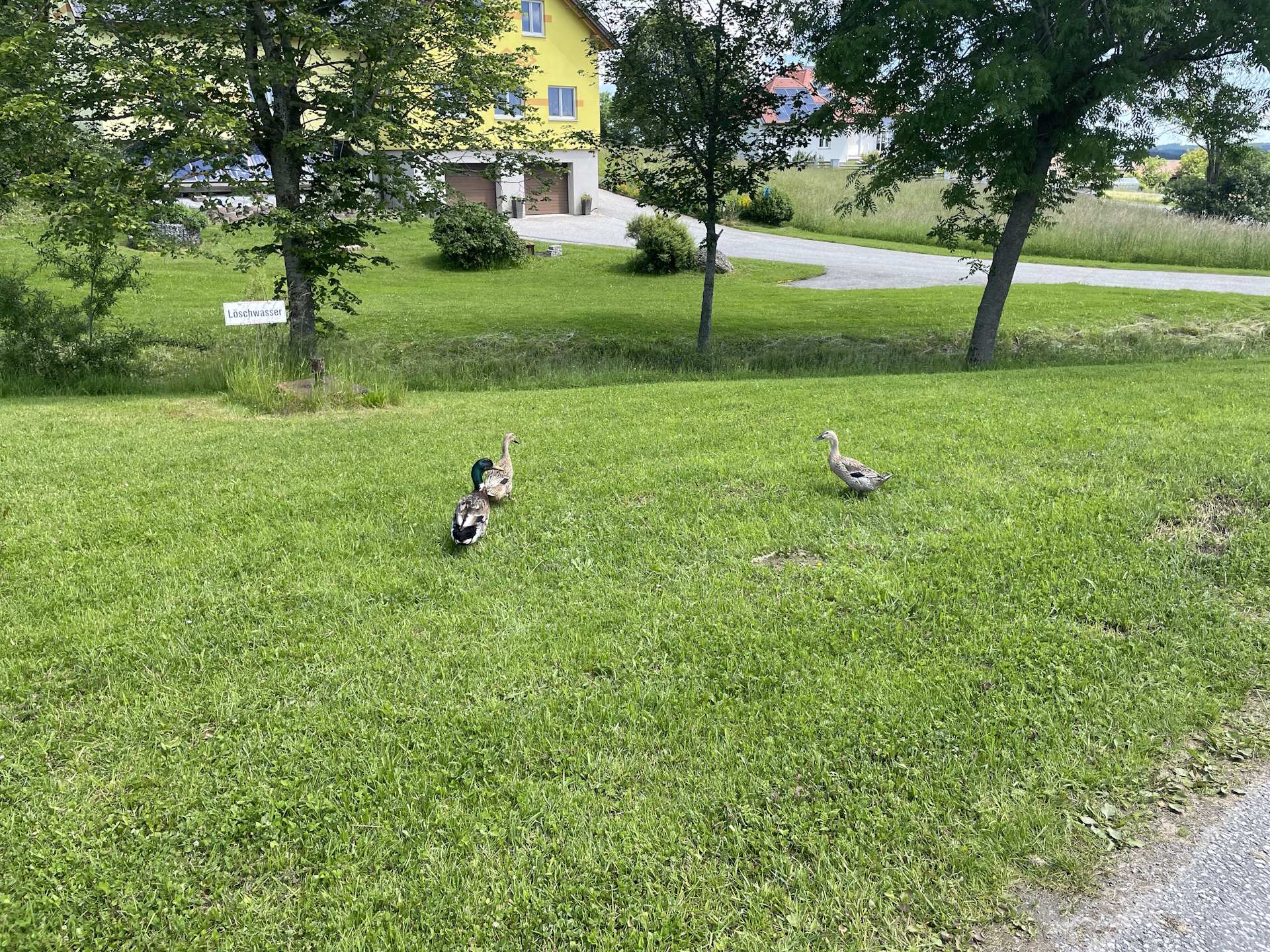 Wildlife in <i>Walterschlag</i>