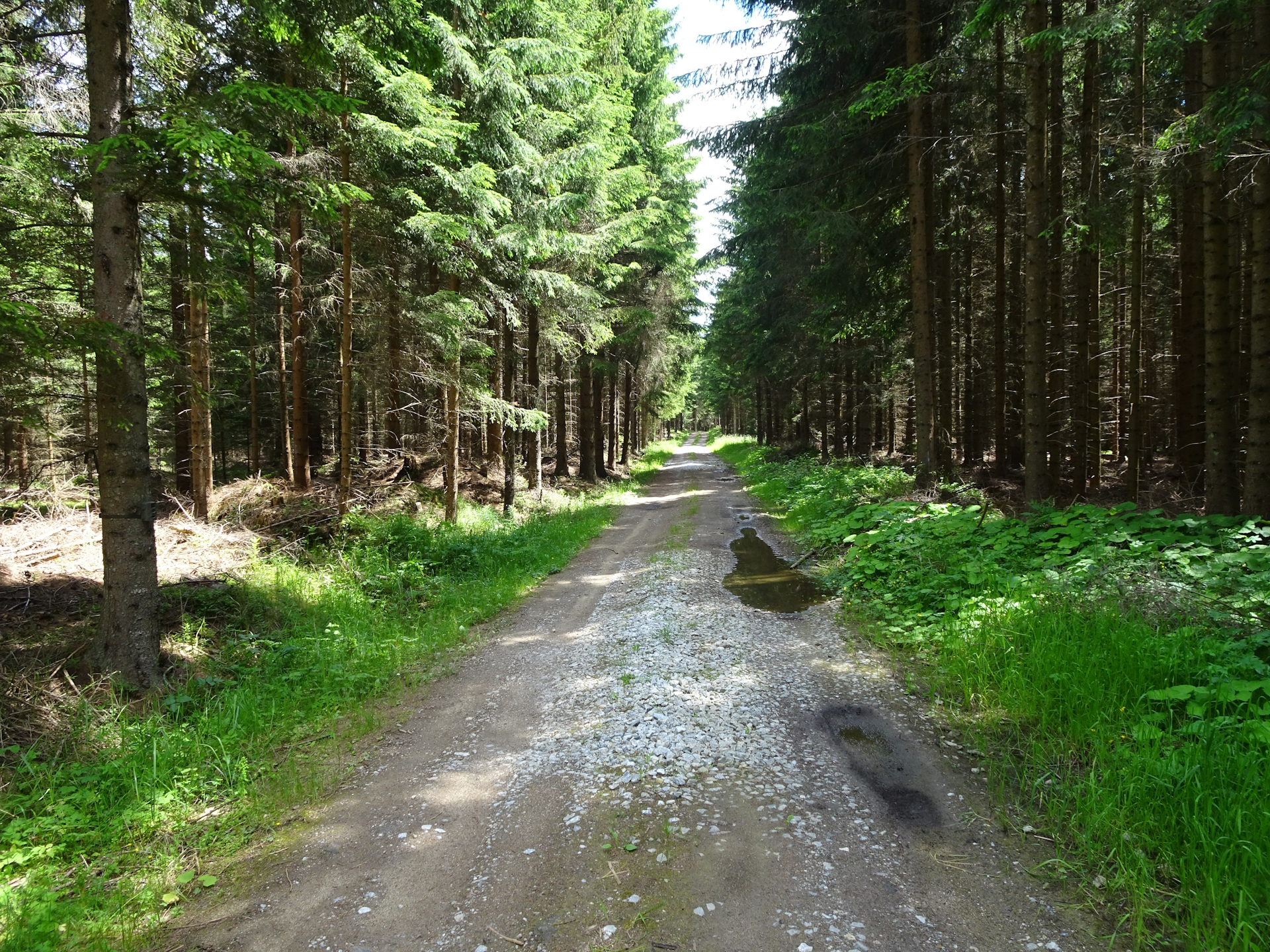 Finally some shadow on the trail through the forest to <i>Ottenschlag</i>