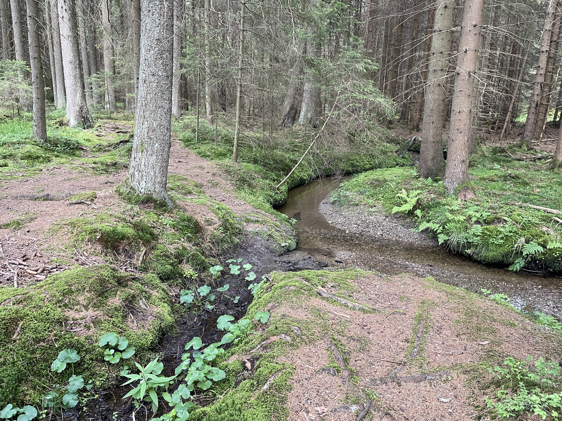 On the trail to <i>Ottenschlag</i>