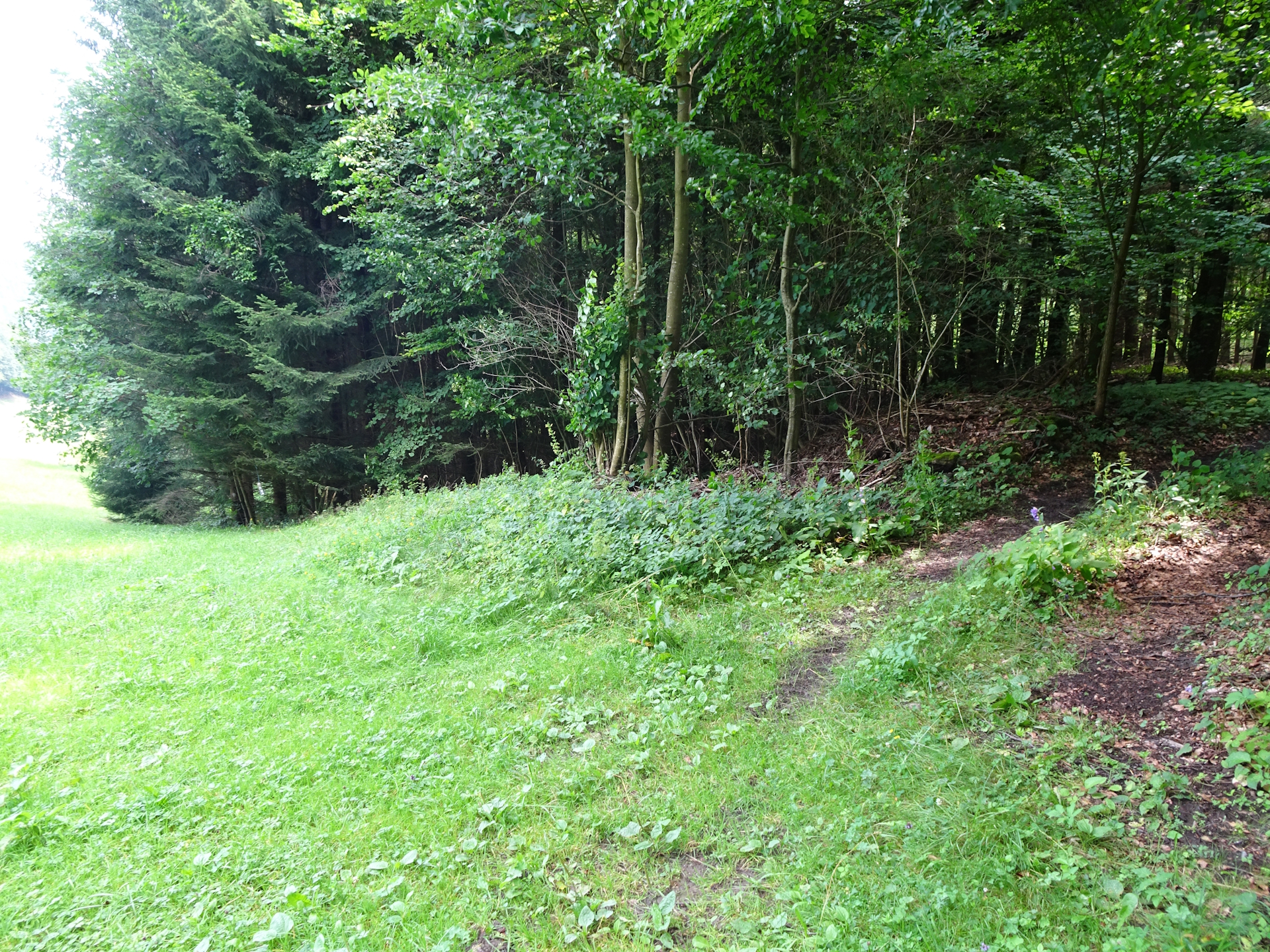 Finding some path through the forest