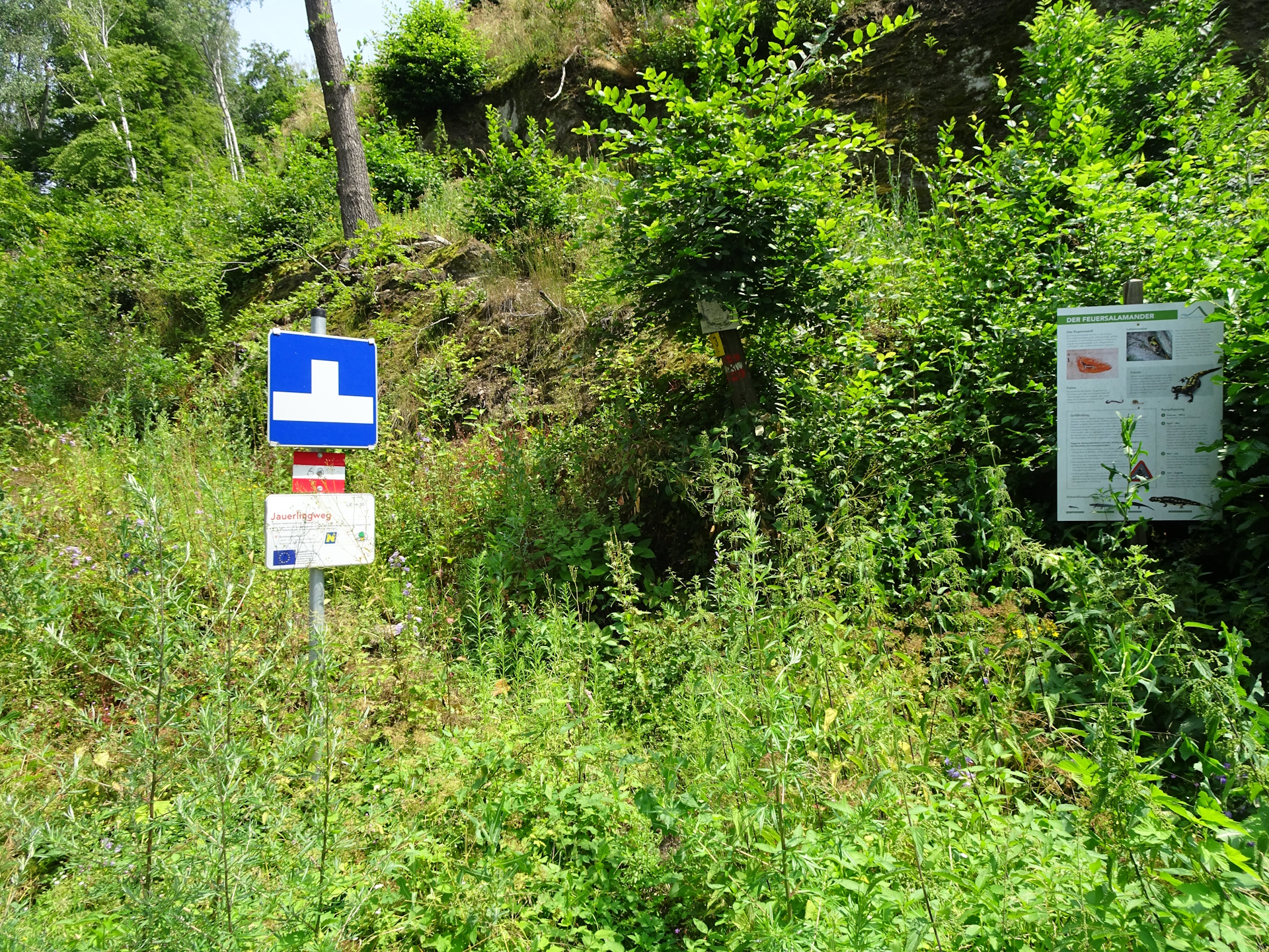 Leaving finally the tarmac behind on the trail up to <i>Jauerling</i>