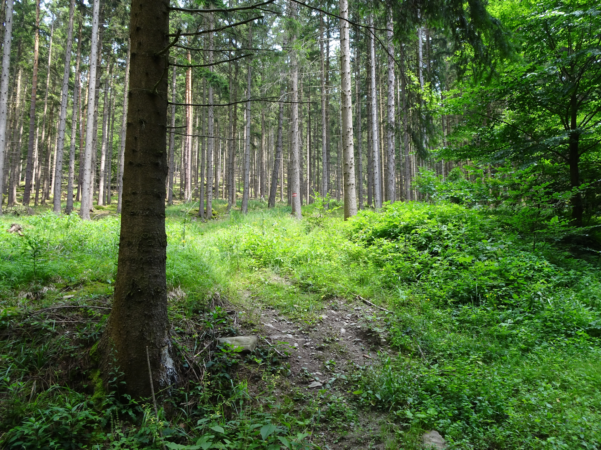 On the trail up to <i>Jauerling</i>