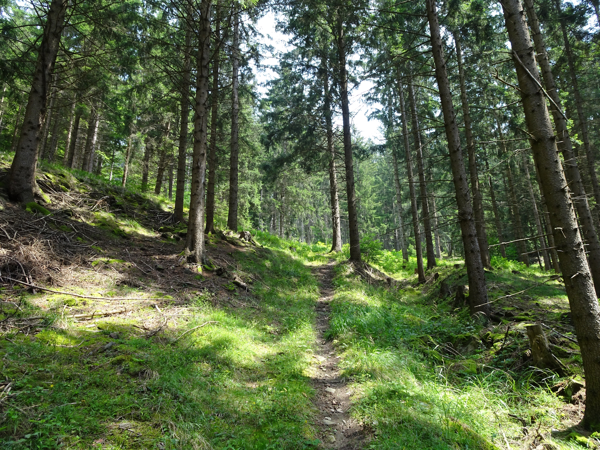 On the trail up to <i>Jauerling</i>