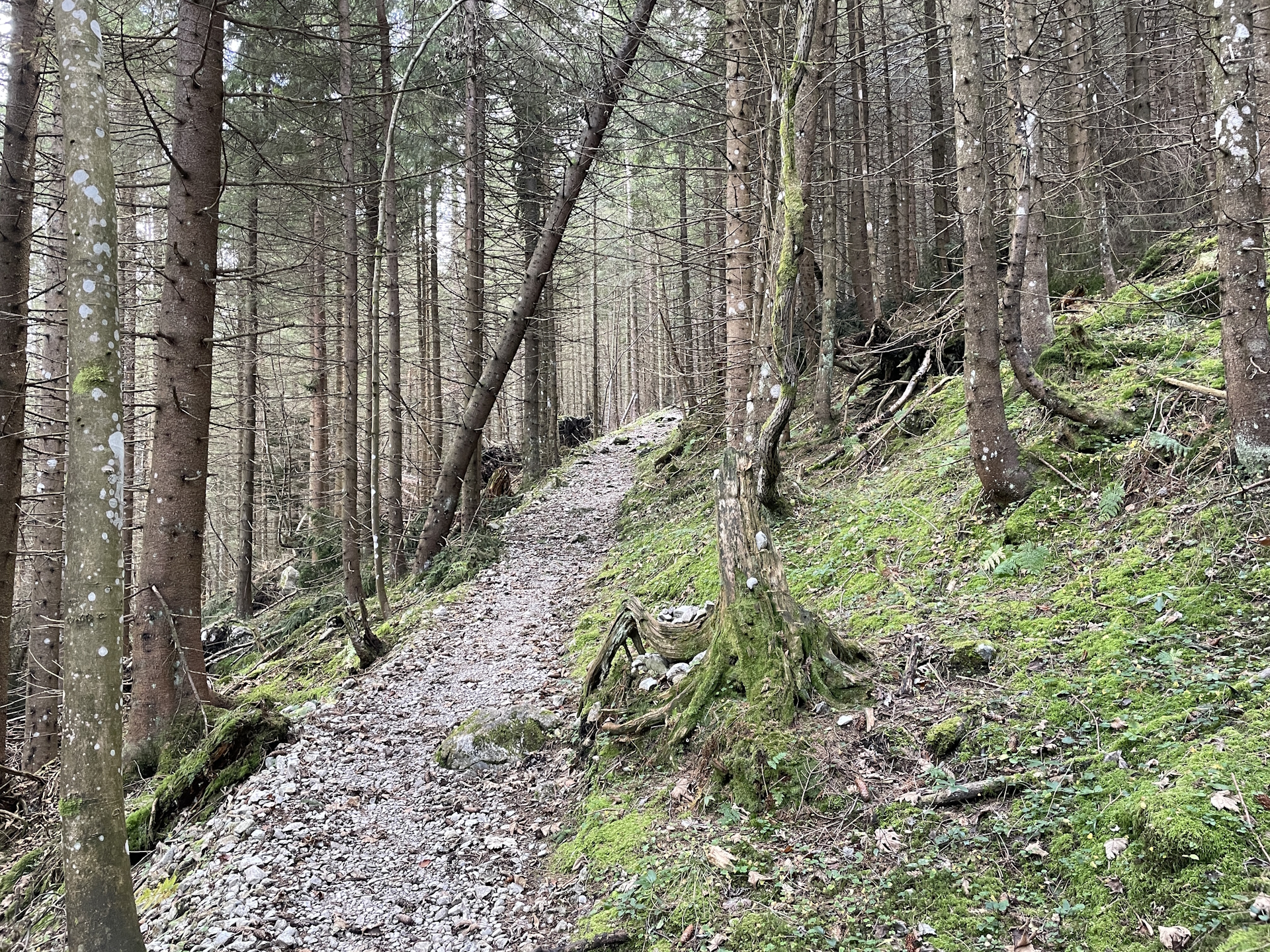 On the trail up to <i>Herrenboden</i>