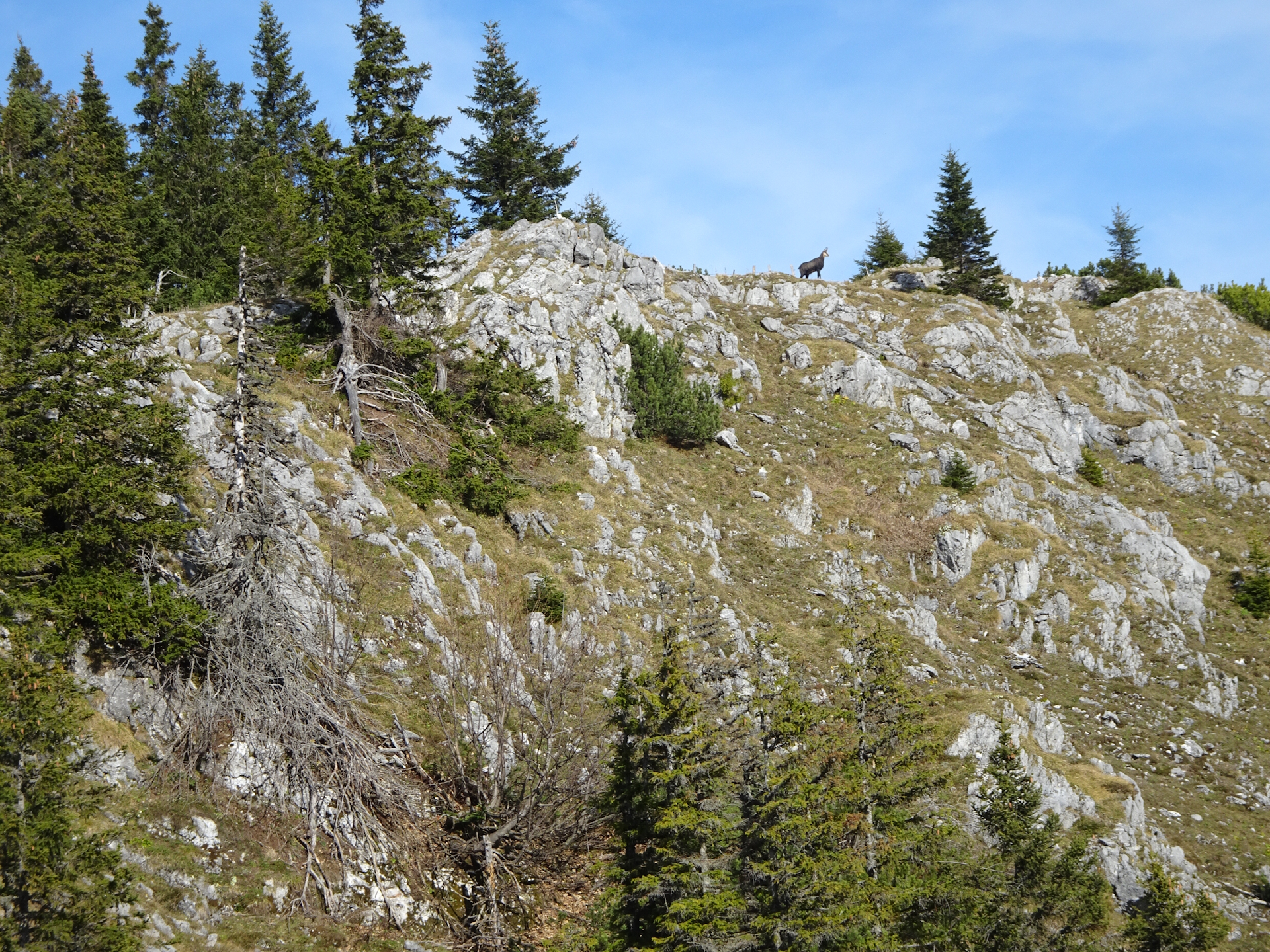 The true inhabitants controlling the area