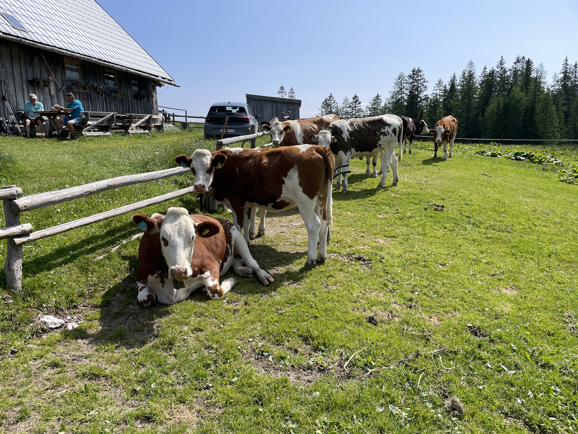 Passing by the true owners of <i>Sohlenalm</i>