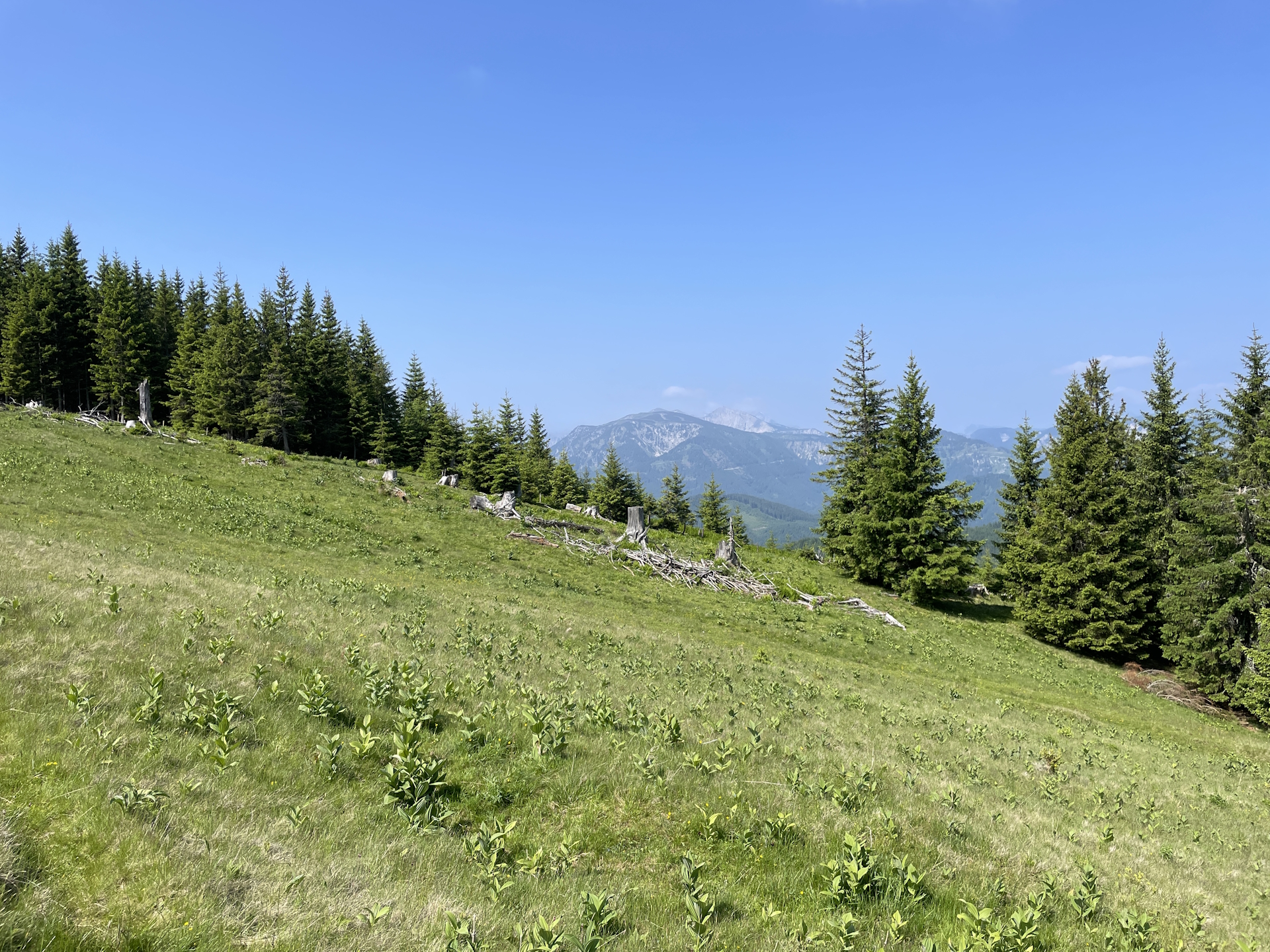 View from the trail towards <i>Hohe Veitsch</i>