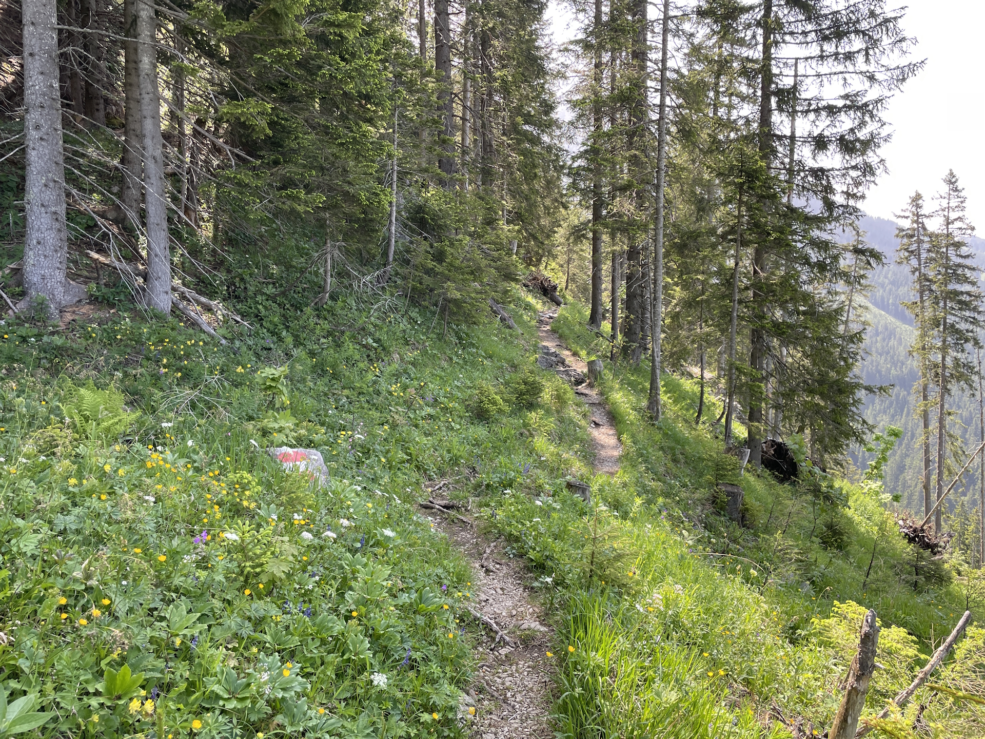 Now the trail becomes alpine