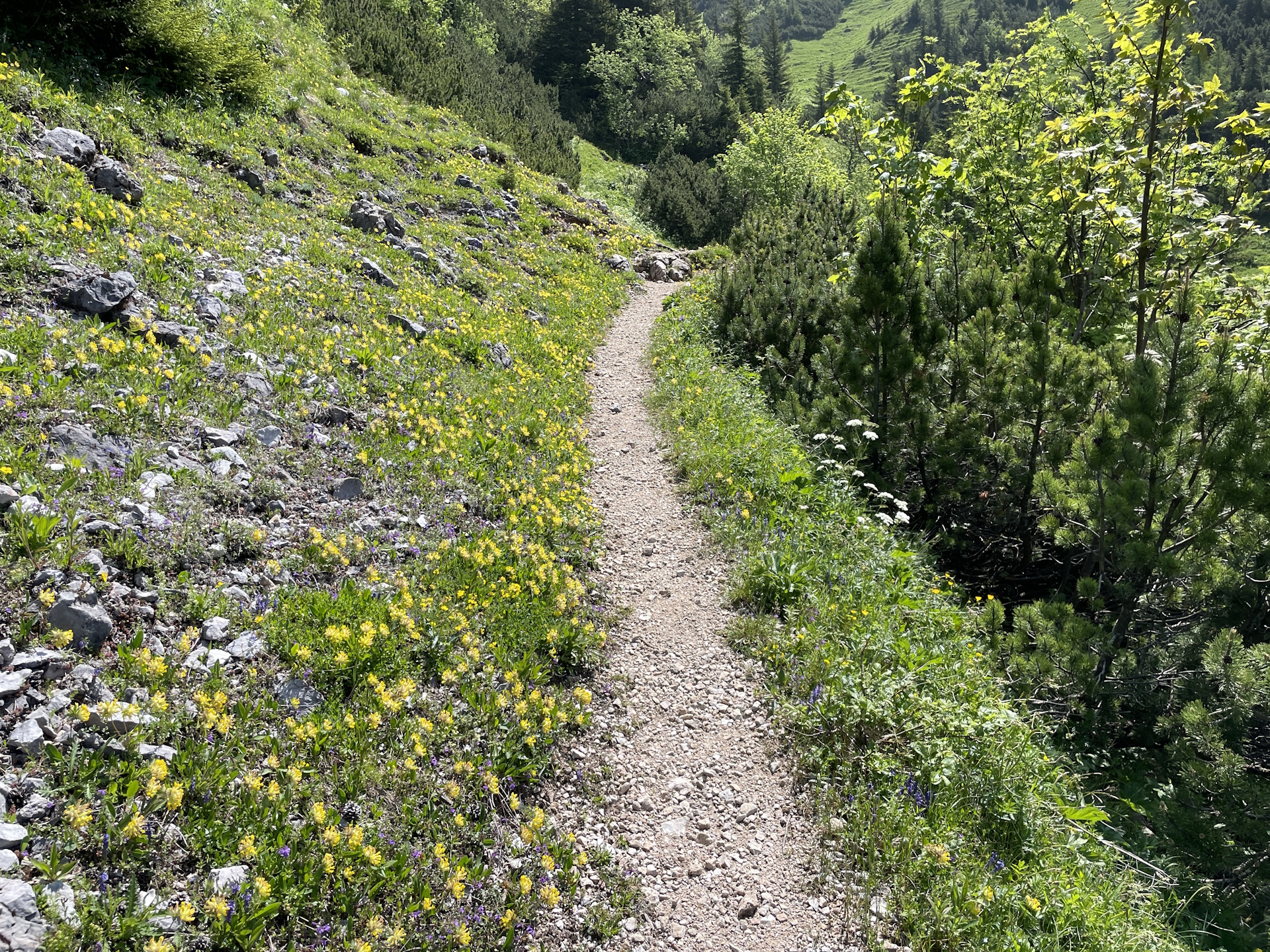 On the beautiful trail towards <i>Hohe Veitsch</i>