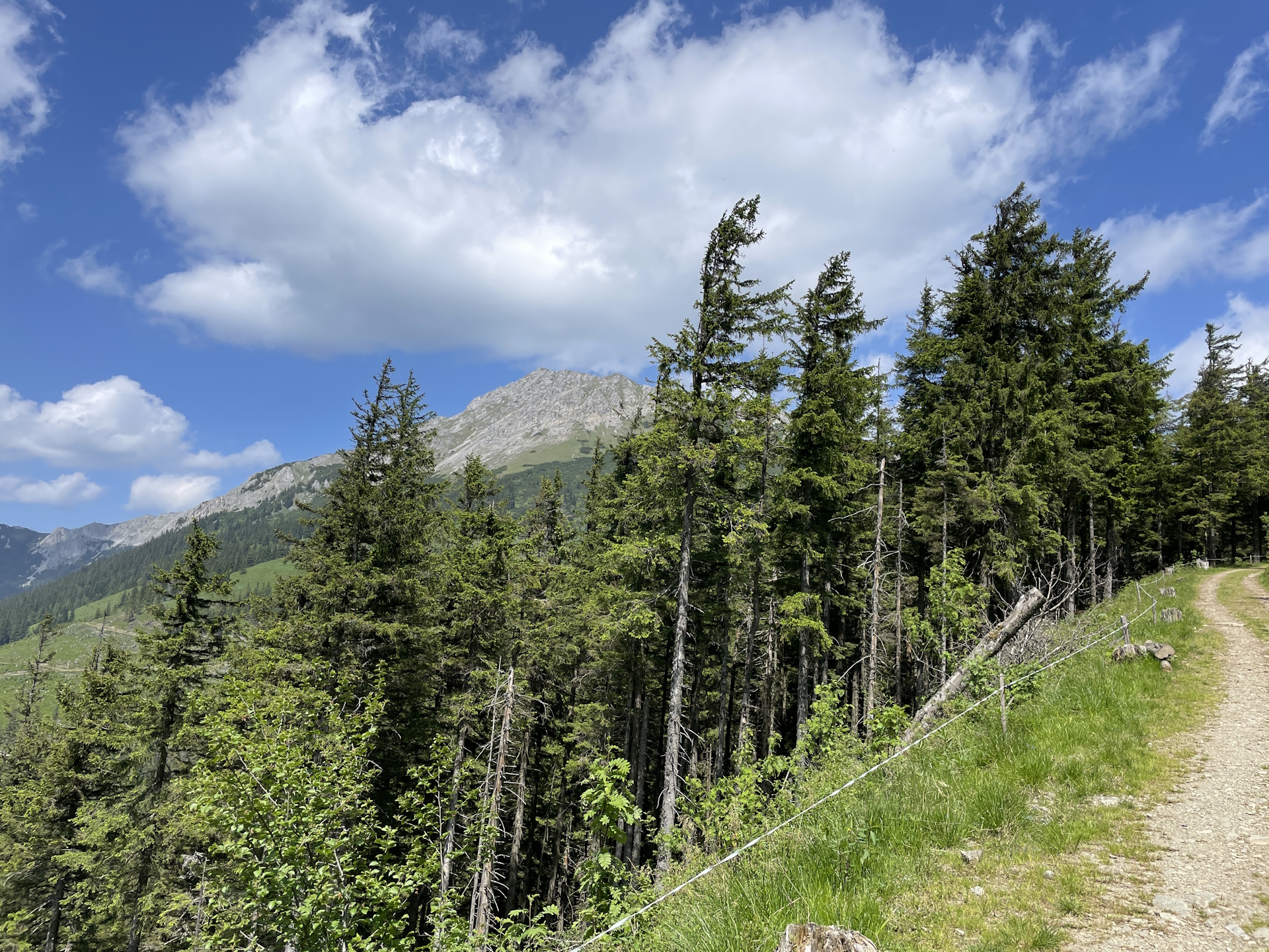 On the trail <i>06A</i> back to <i>Niederalpl</i>