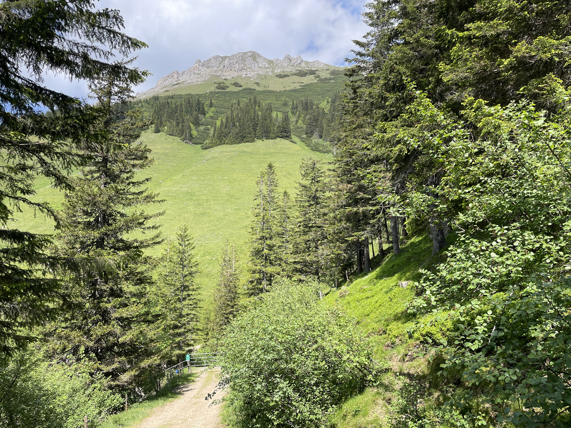 Towards <i>Bärentalalm</i> with the <i>Hohe Veitsch</i> in the background