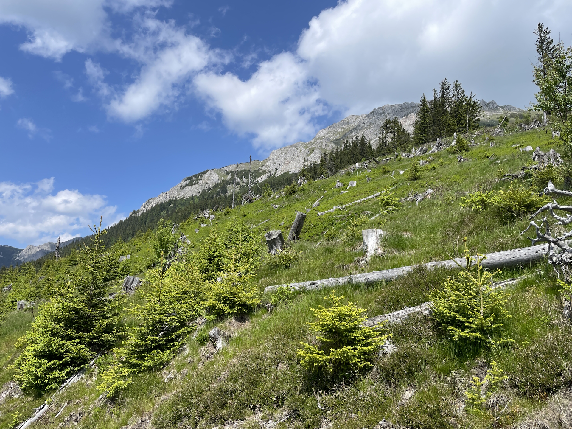 View up to <i>Hohe Veitsch</i> from trail <i>06A</i>