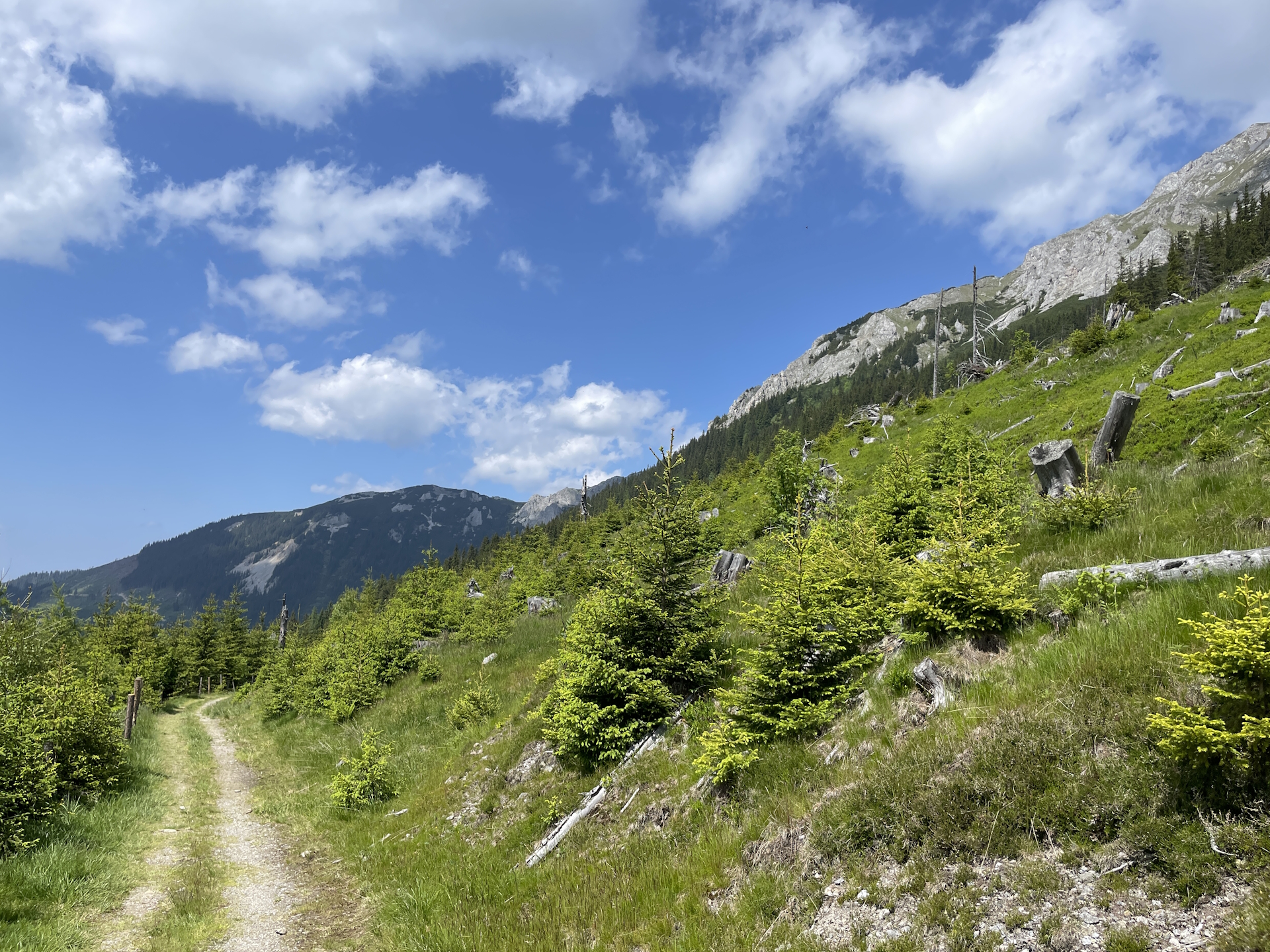 On the way back to <i>Niederalpl</i>