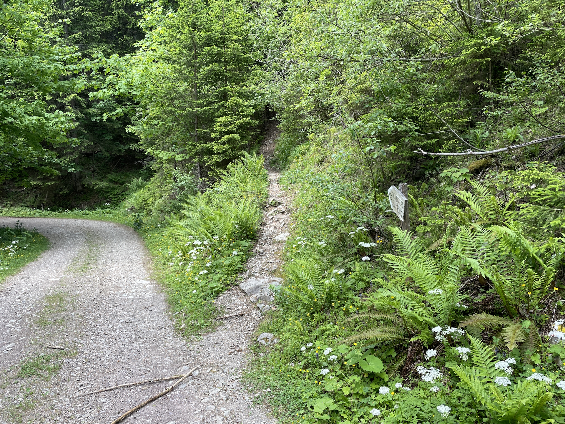 Turn right here and follow the small trail which leads back to <i>Niederalpl</i>