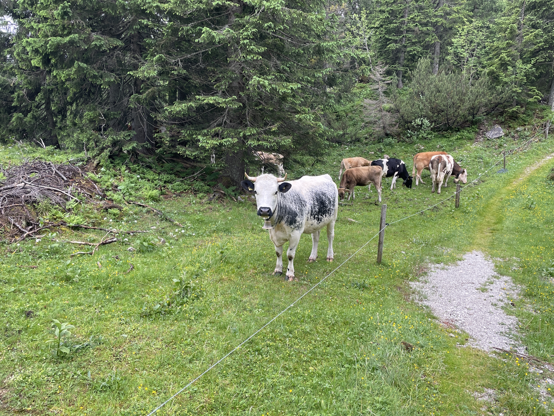 The real habitants here!