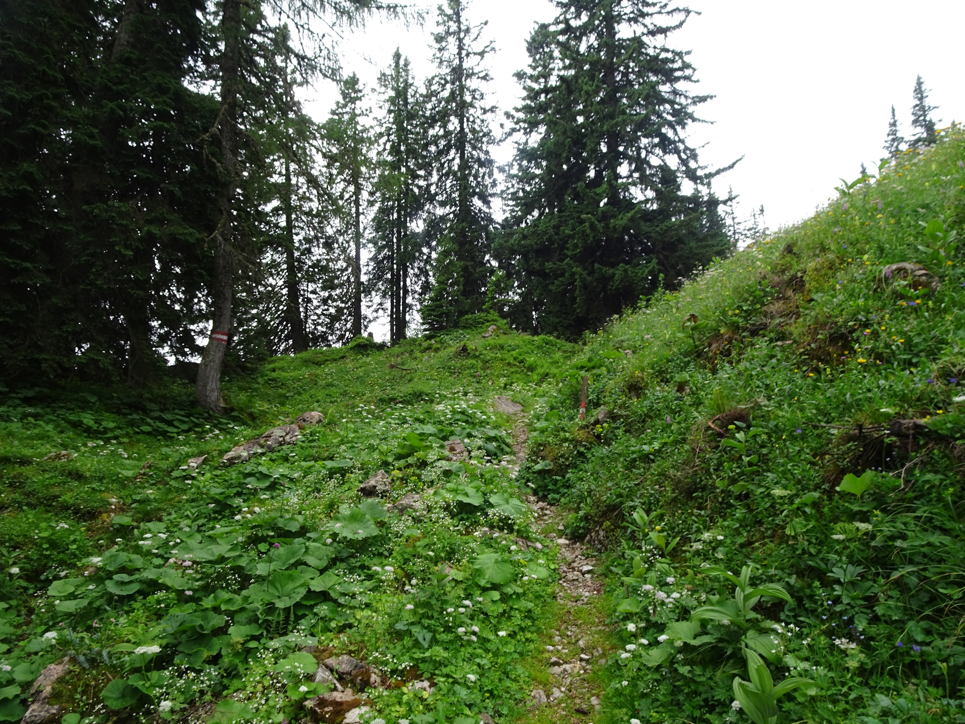 On the trail towards <i>Hörndlalm</i>