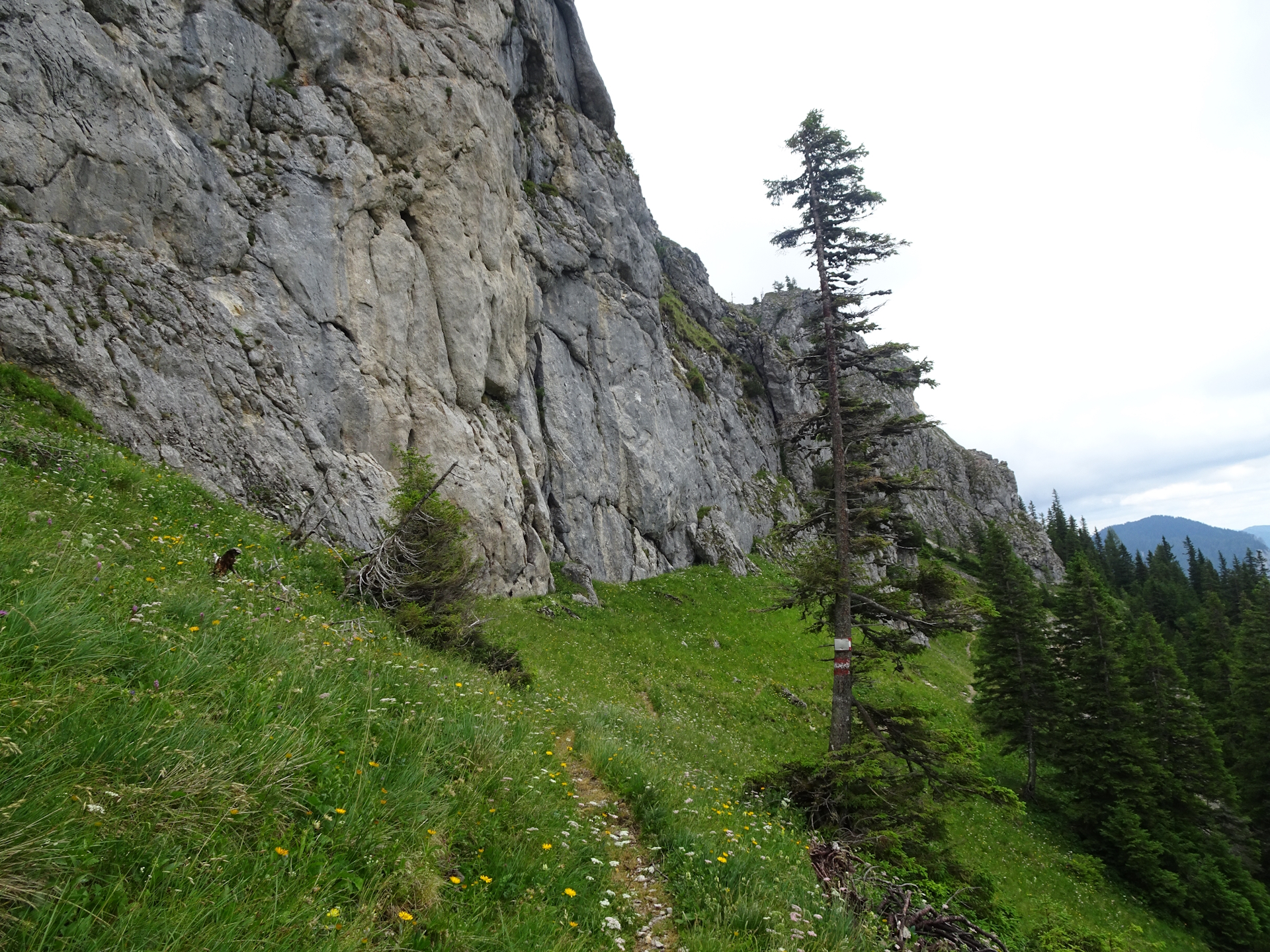 View back at the trail below <i>Kulmstein</i>