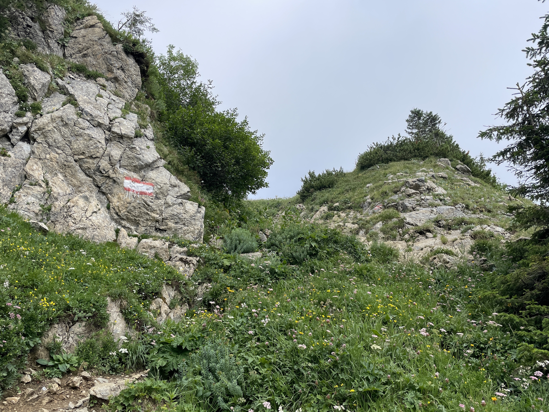 Now it gets alpine :)