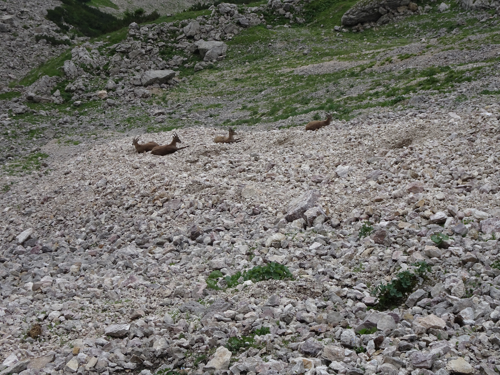 Surrounded by the real habitants of the area