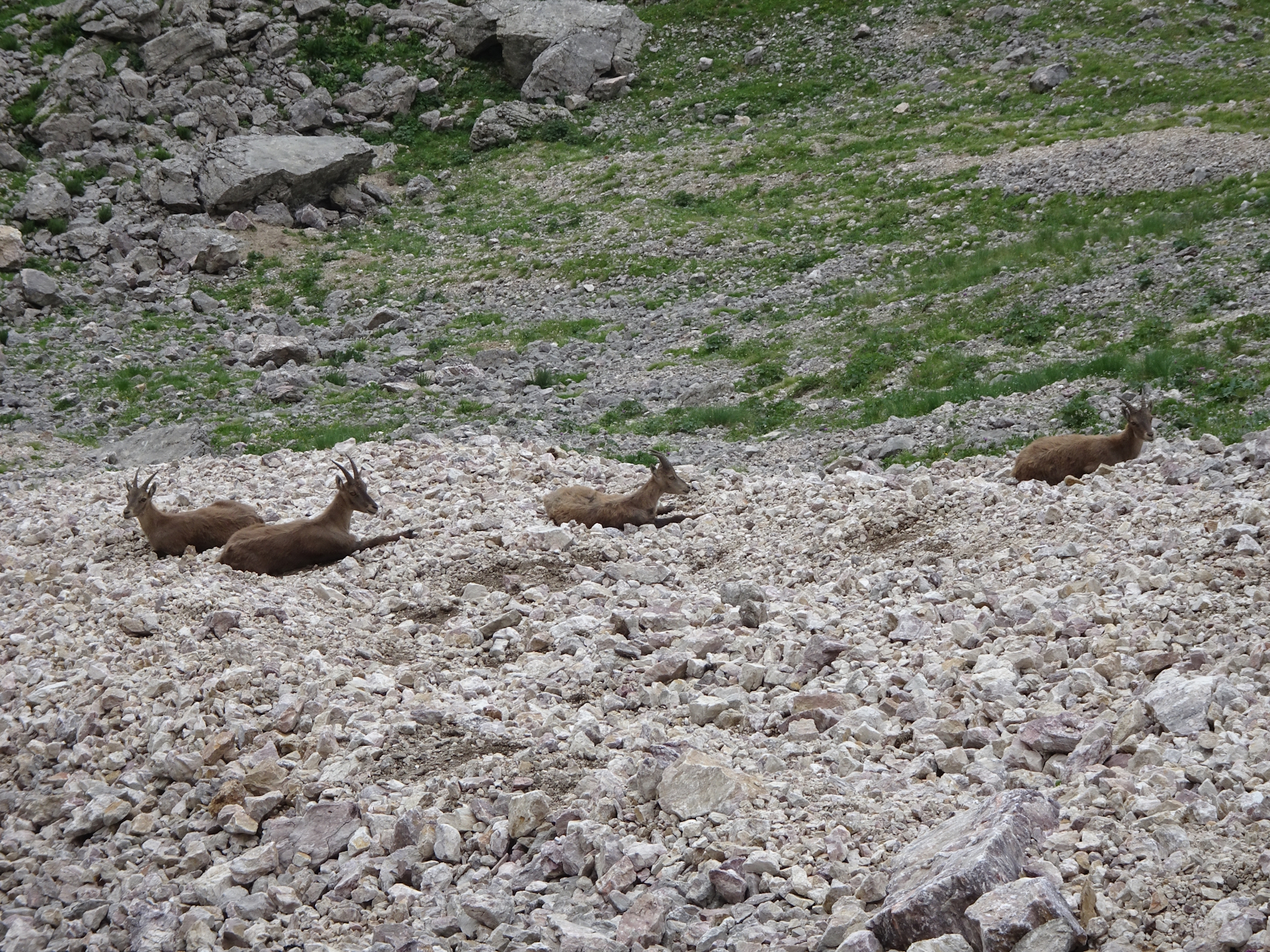 Seems that the real habitants are not interested by our presence...