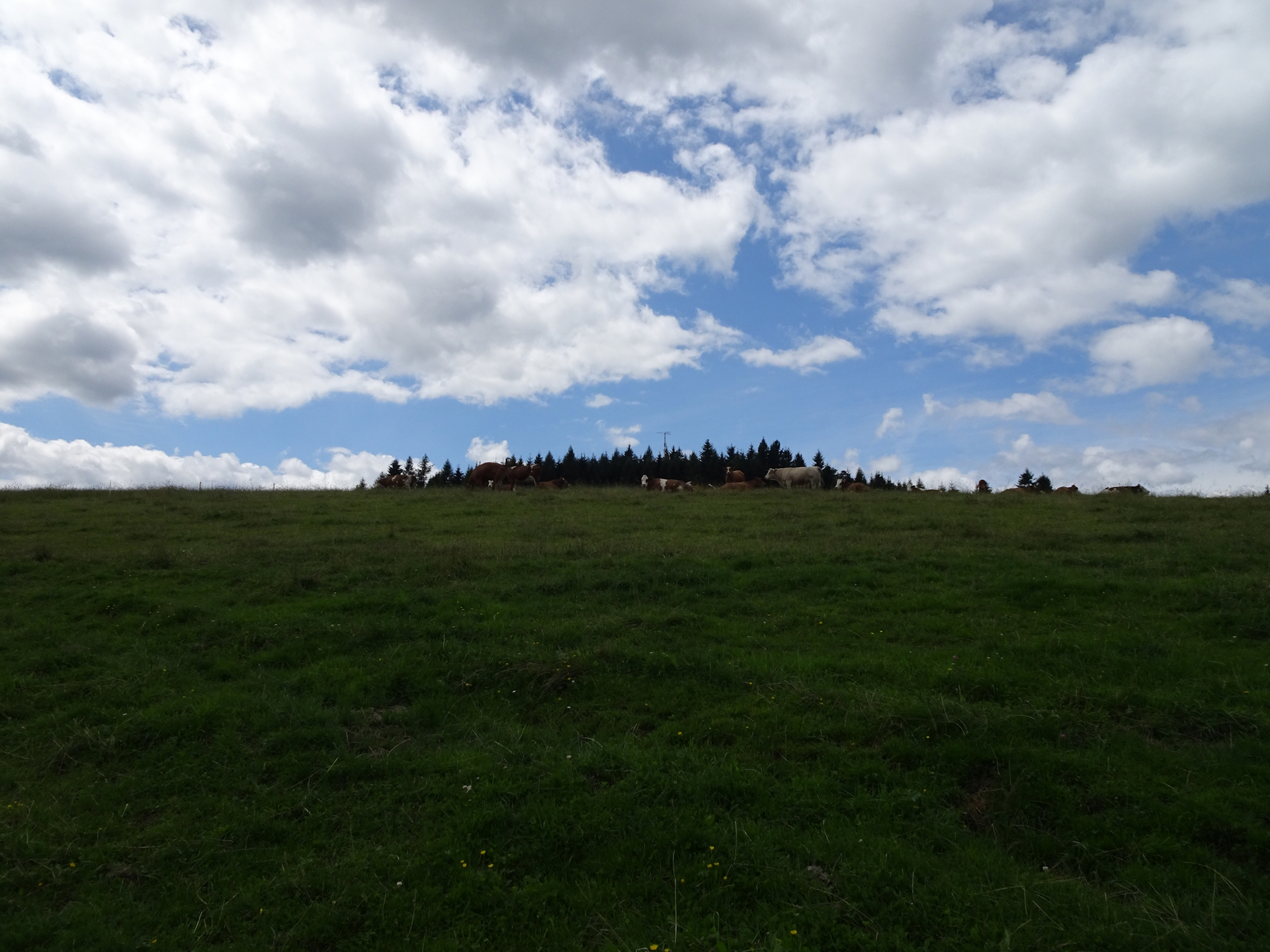 The <i>Schafberg</i>