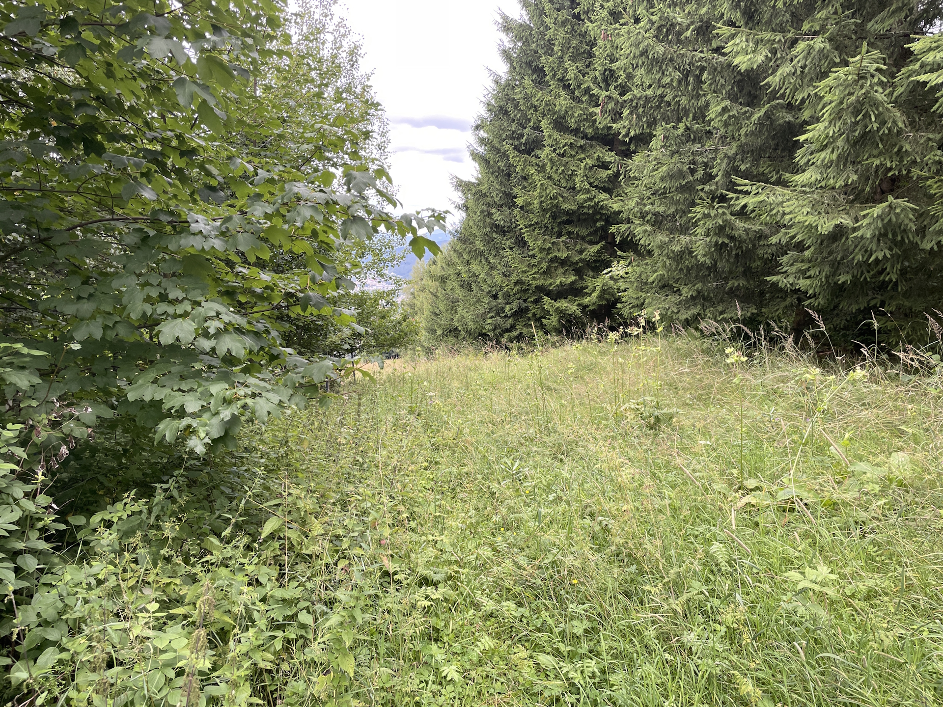 Overgrown trail towards <i>Leoben</i>